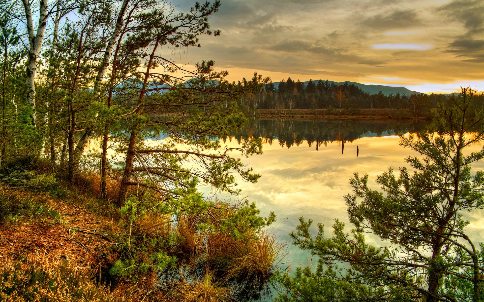 natur see herbst wald bäume fichte nadeln gras trocken wolken sonnenuntergang blick