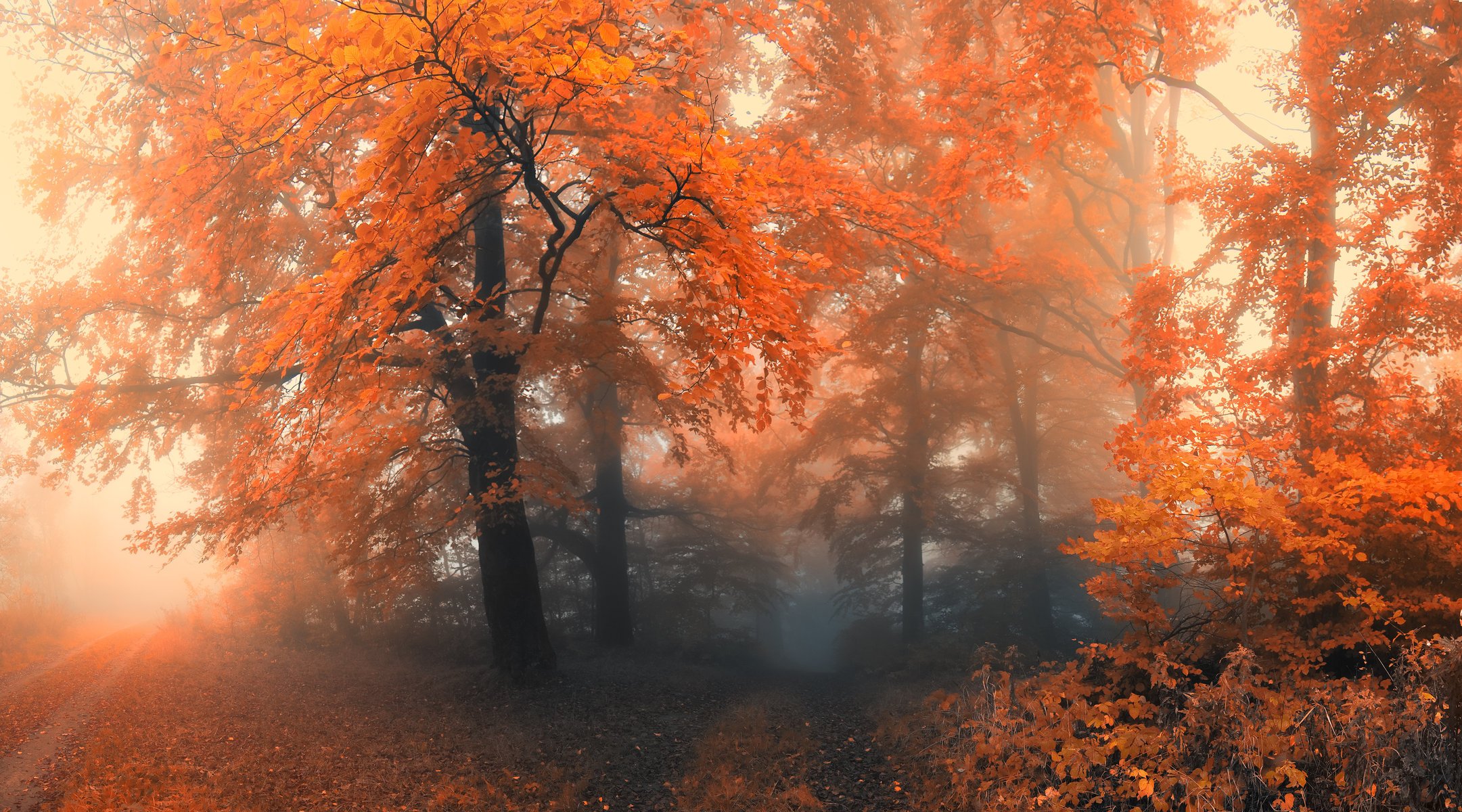 automne arbres forêt brouillard