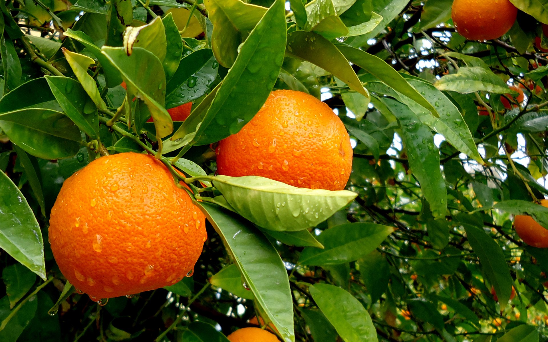 albero frutta arancia foglie gocce acqua pioggia