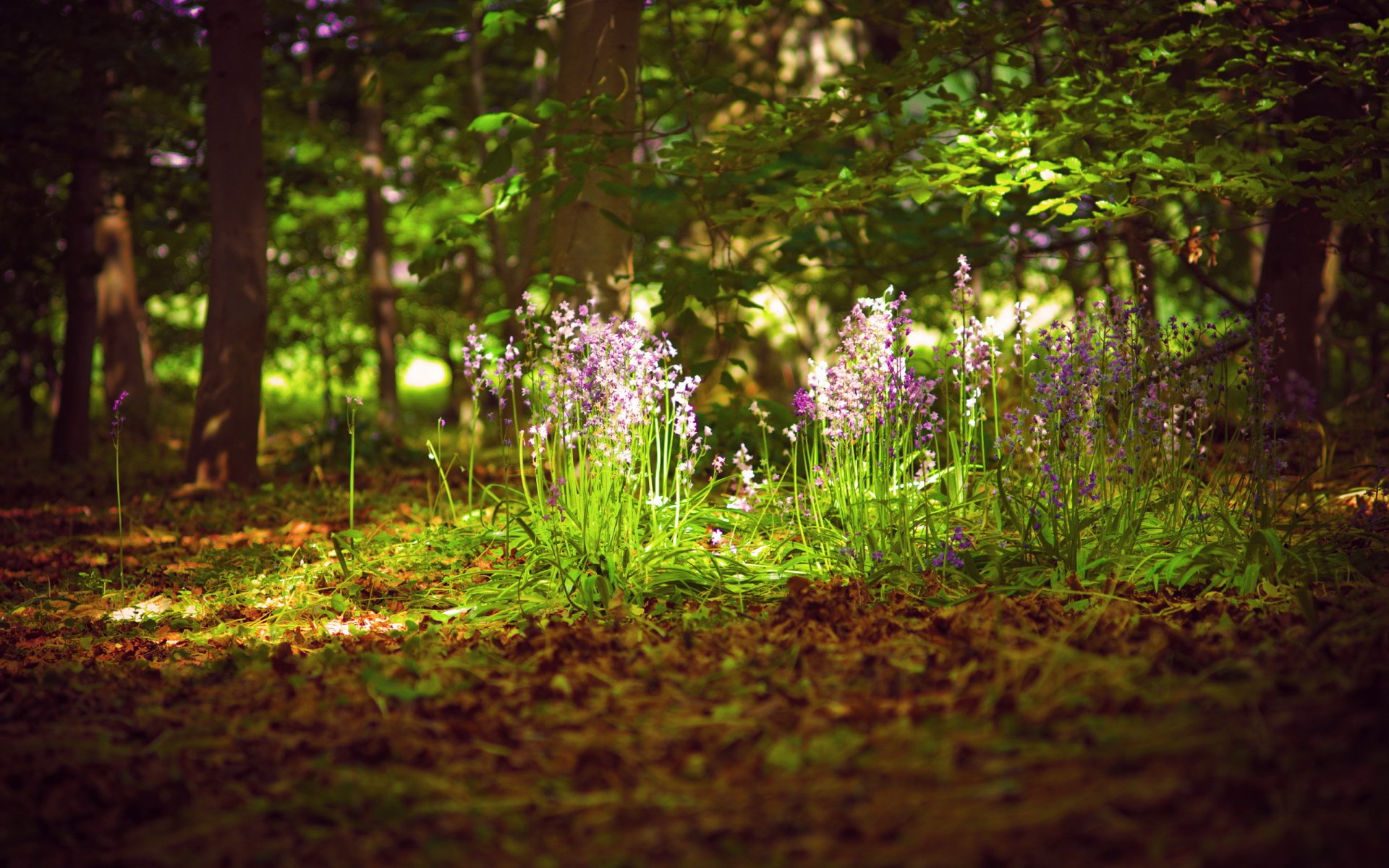 bosque flores verano luz naturaleza