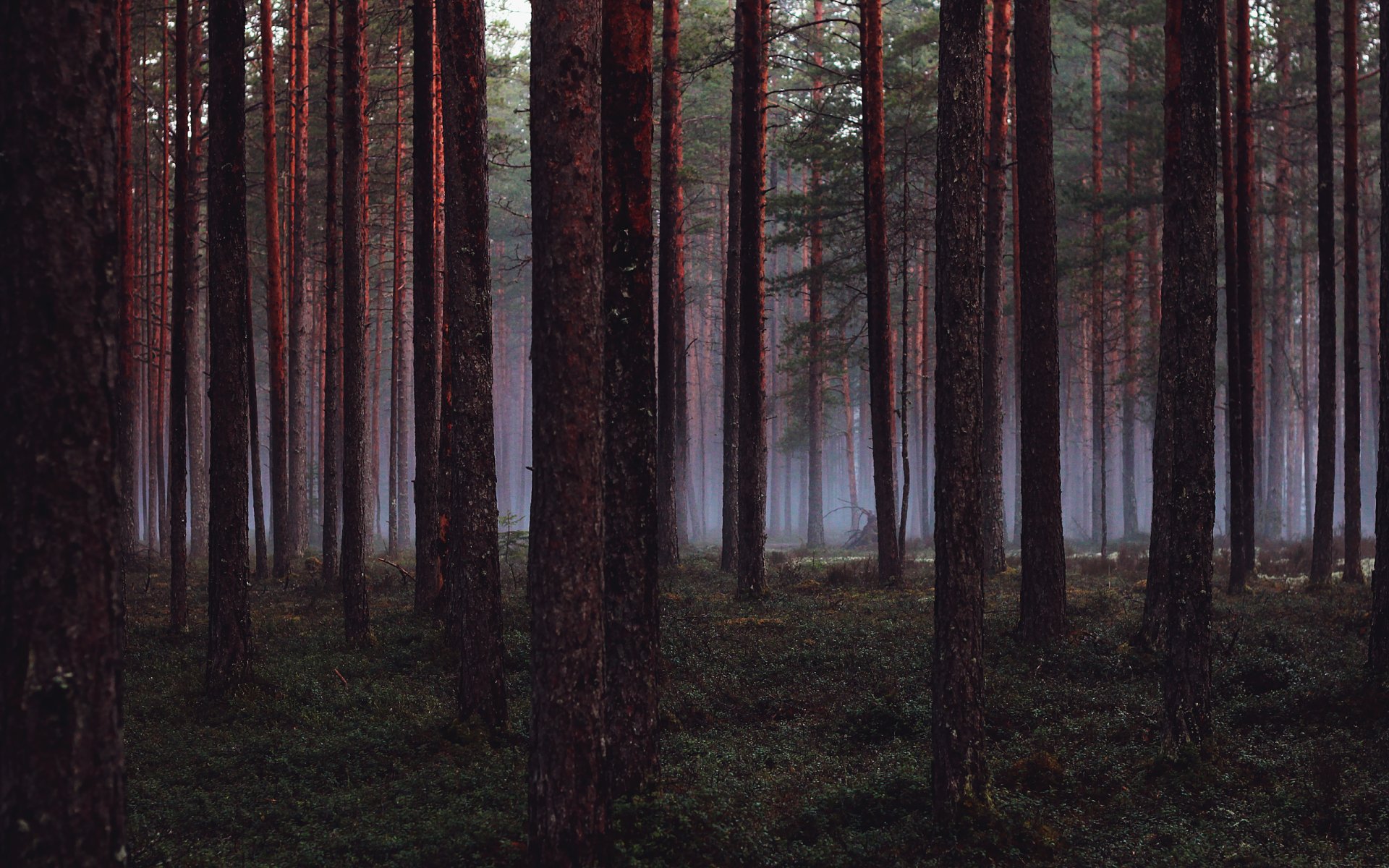 foresta alberi albero