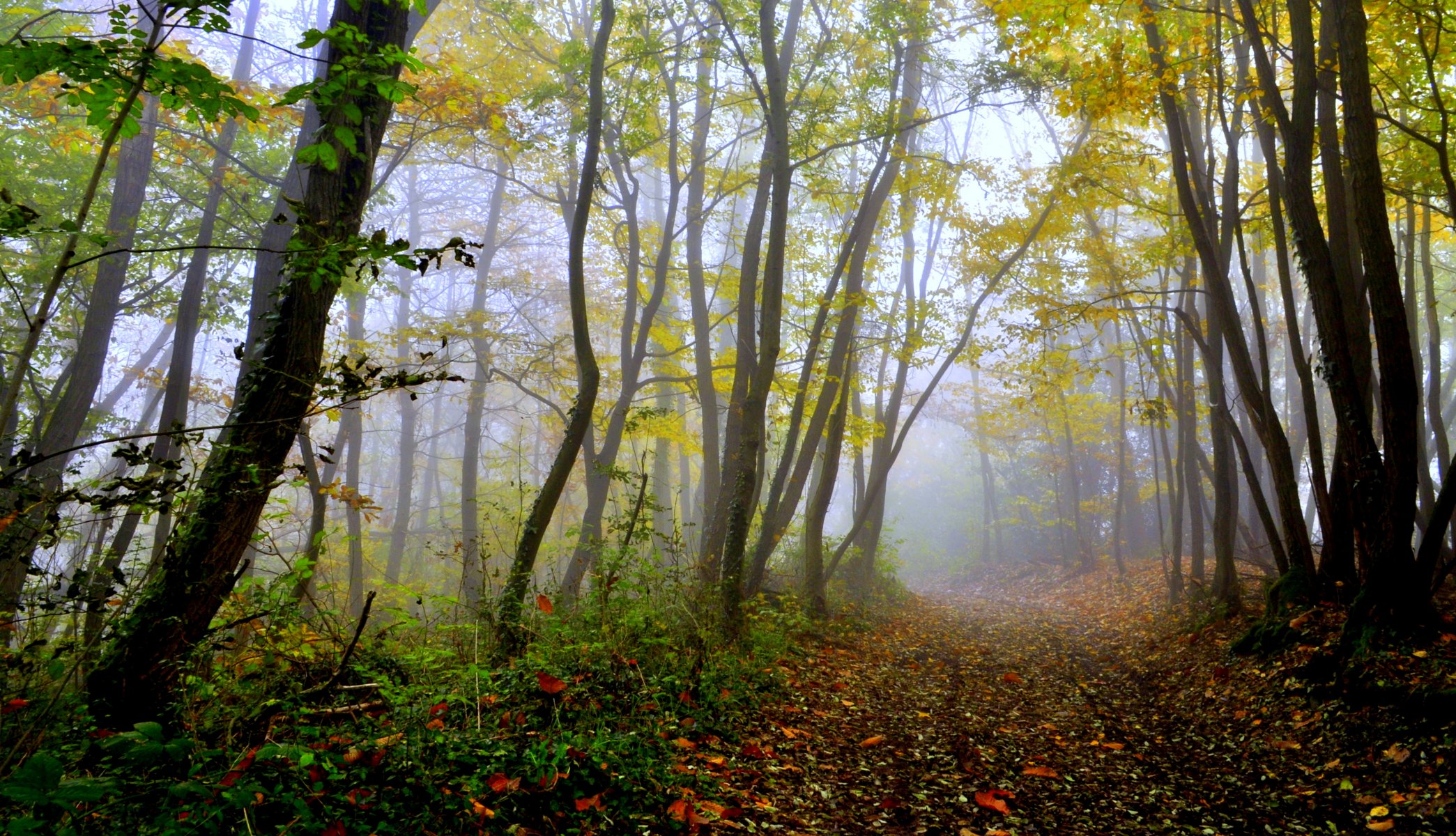 wald bäume gehweg herbst