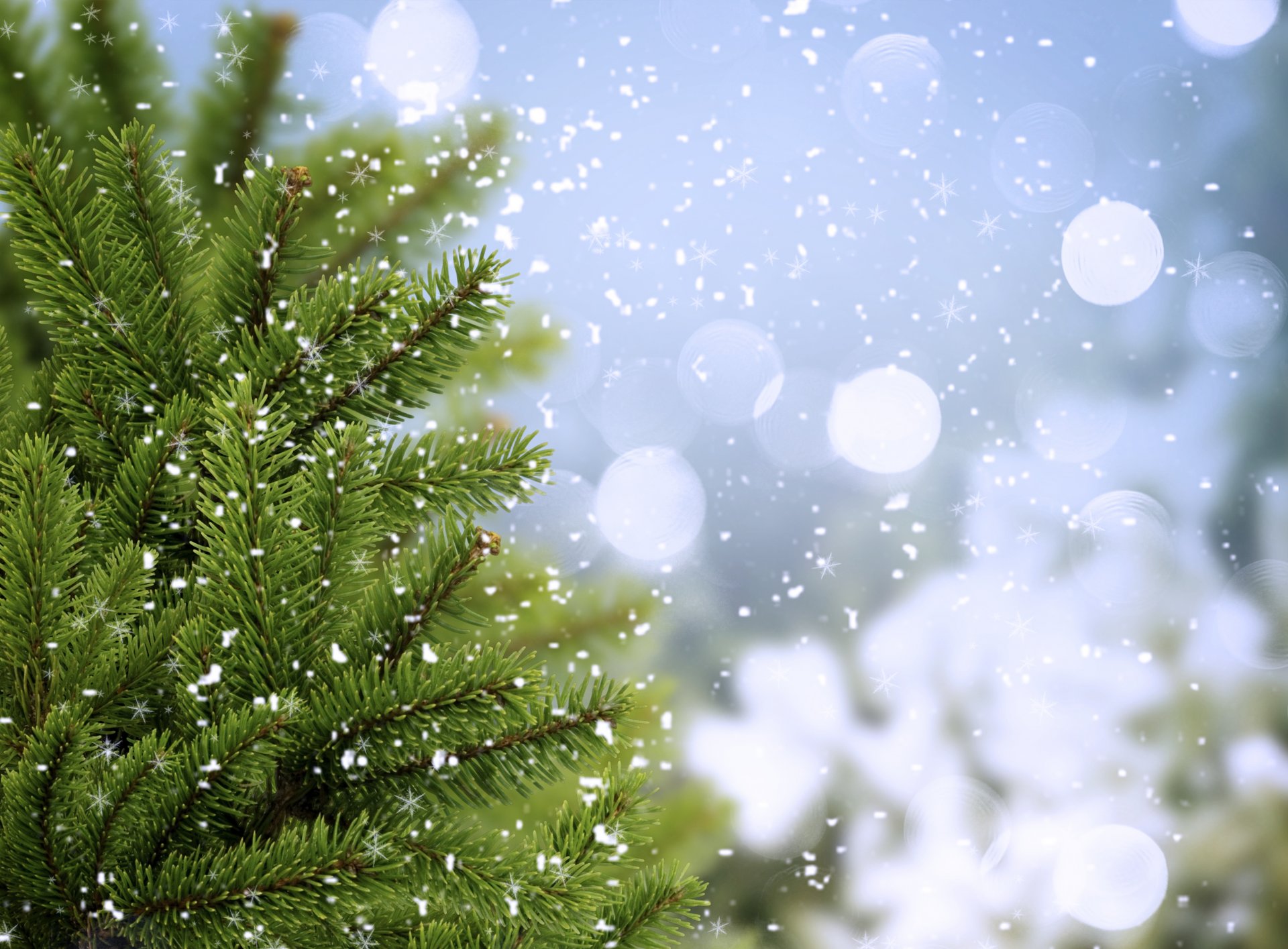 pruce spruce greenery trees branches winter cold snowflakes bokeh