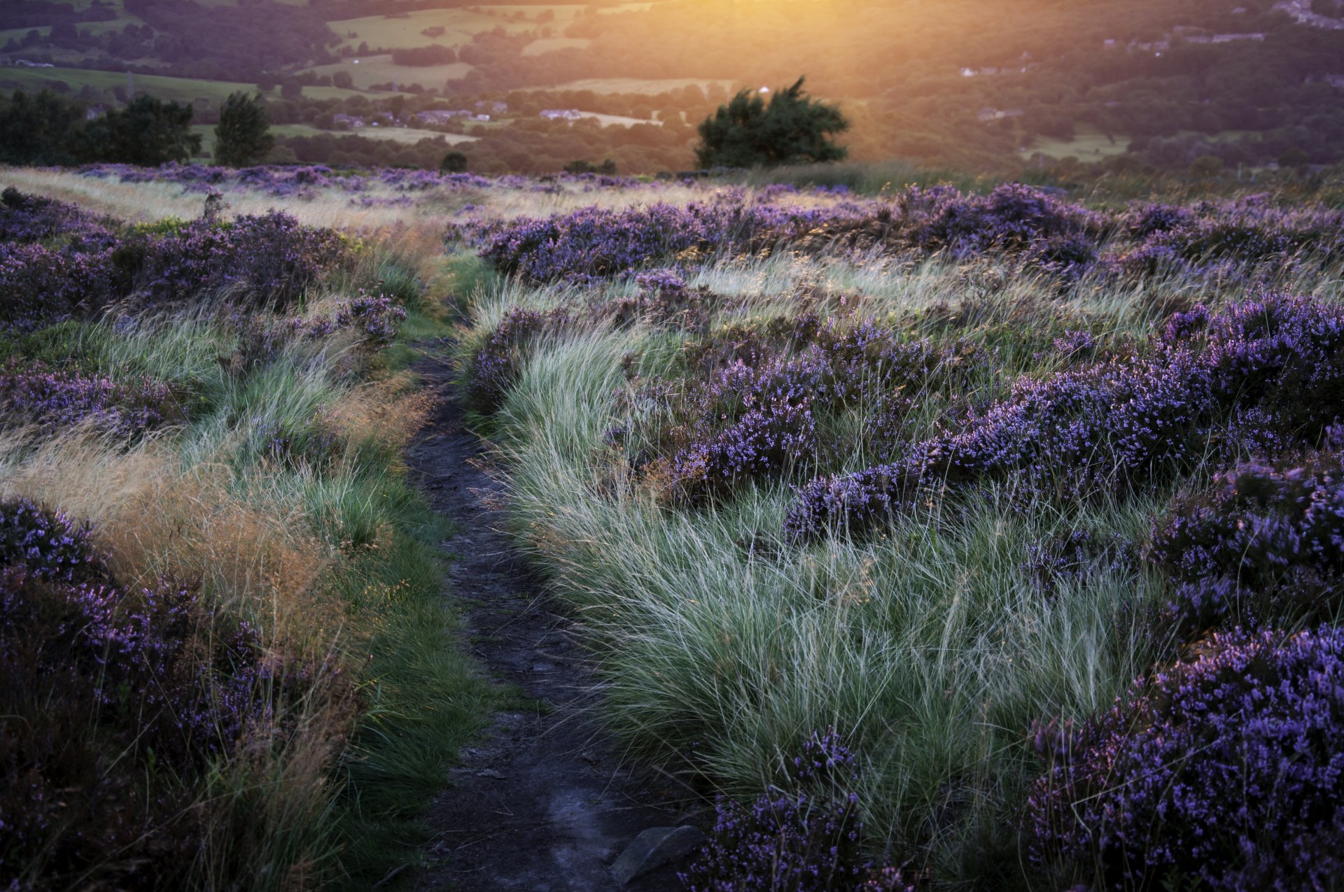 nature night sun trail grass flower