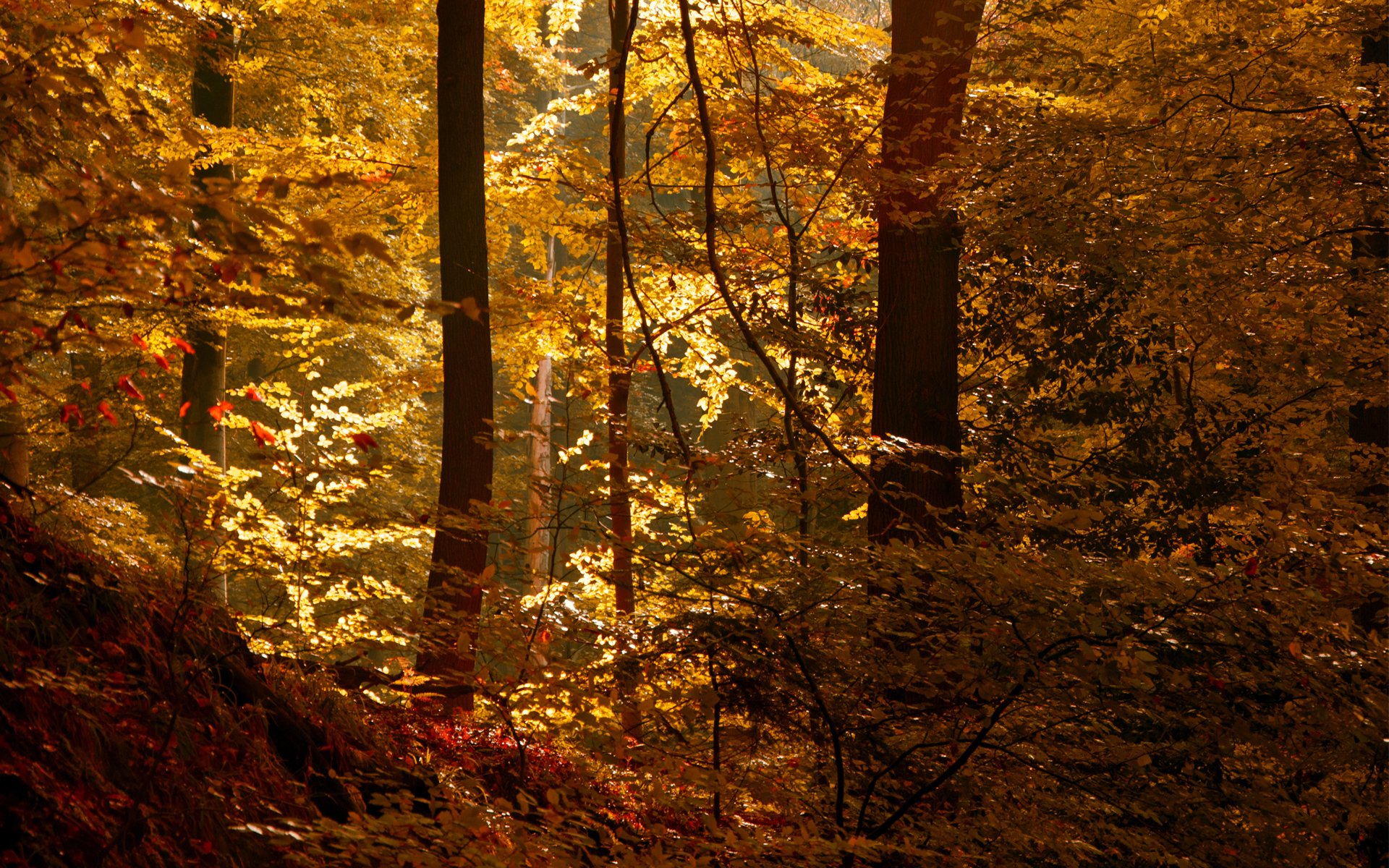 forest sun autumn leaves thicket