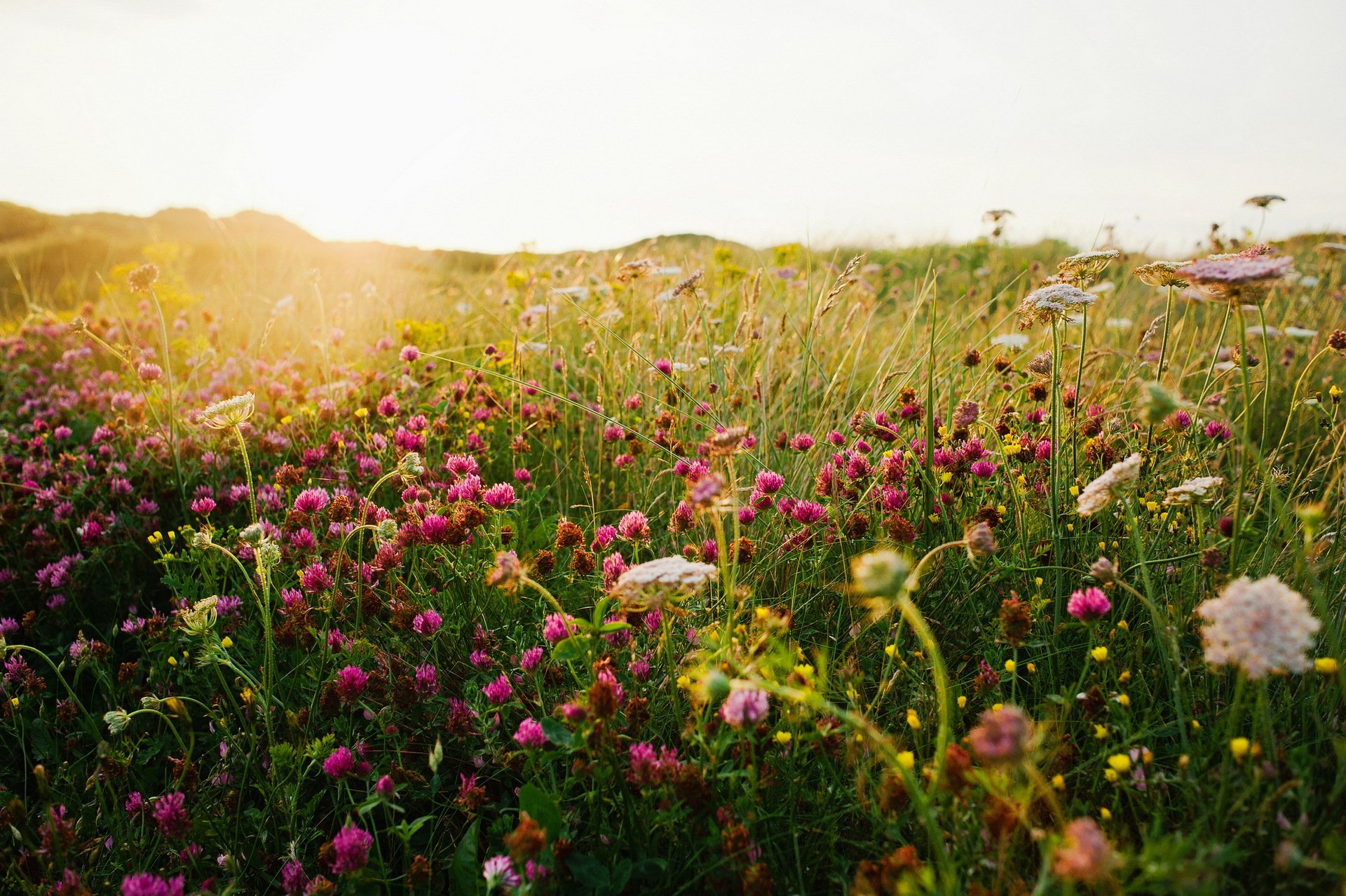 the field summer clover grass nature light