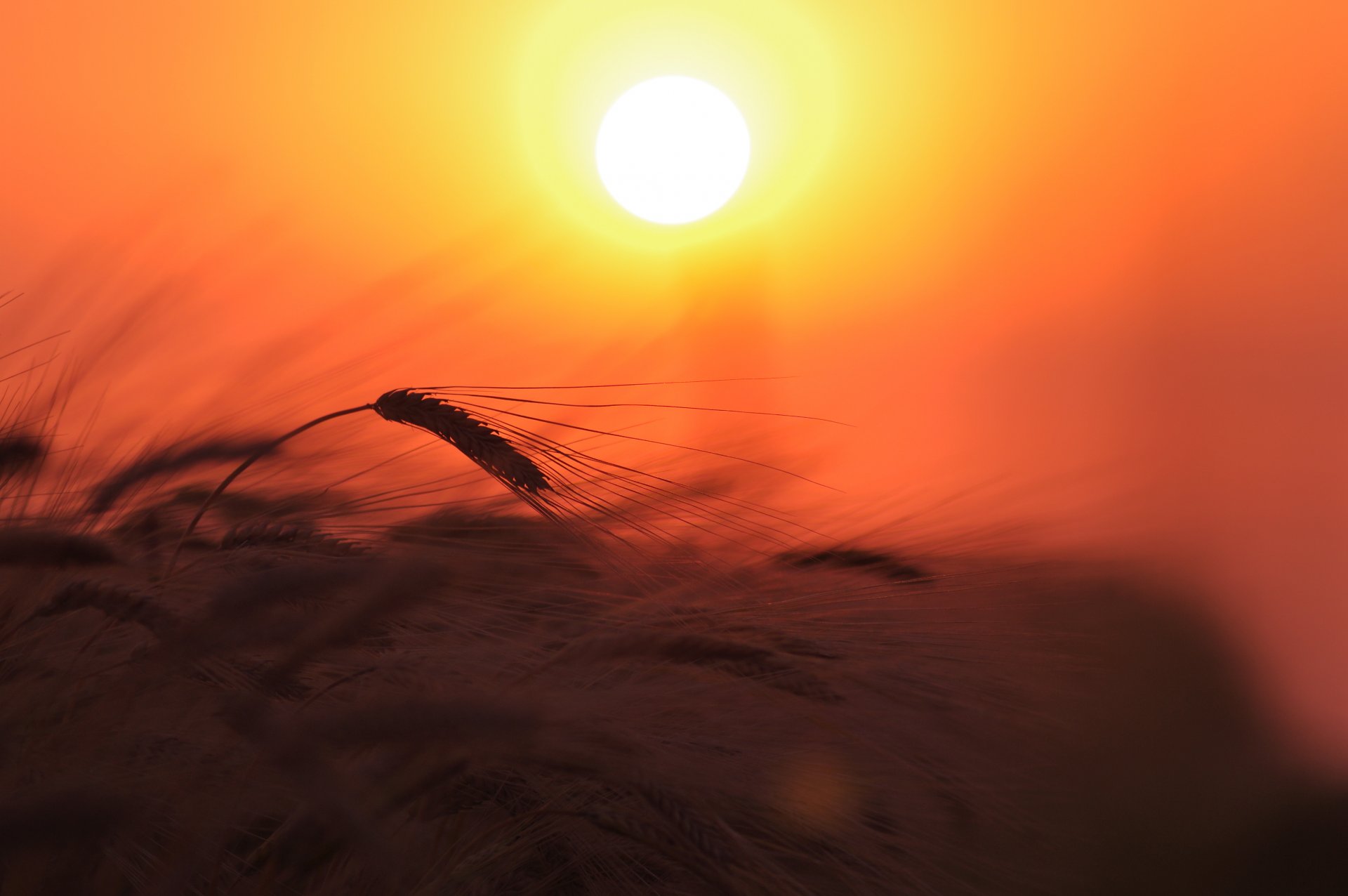 wheat ears the field plant nature light sun sky sunset