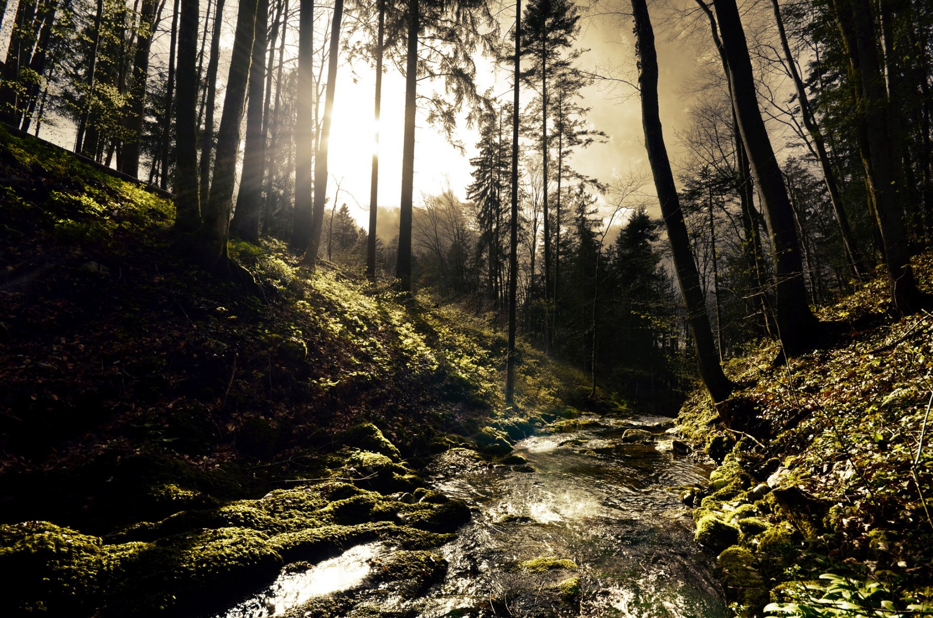 hügel wald bäume fluss fluss bach sonnig sonnenstrahlen steine moos