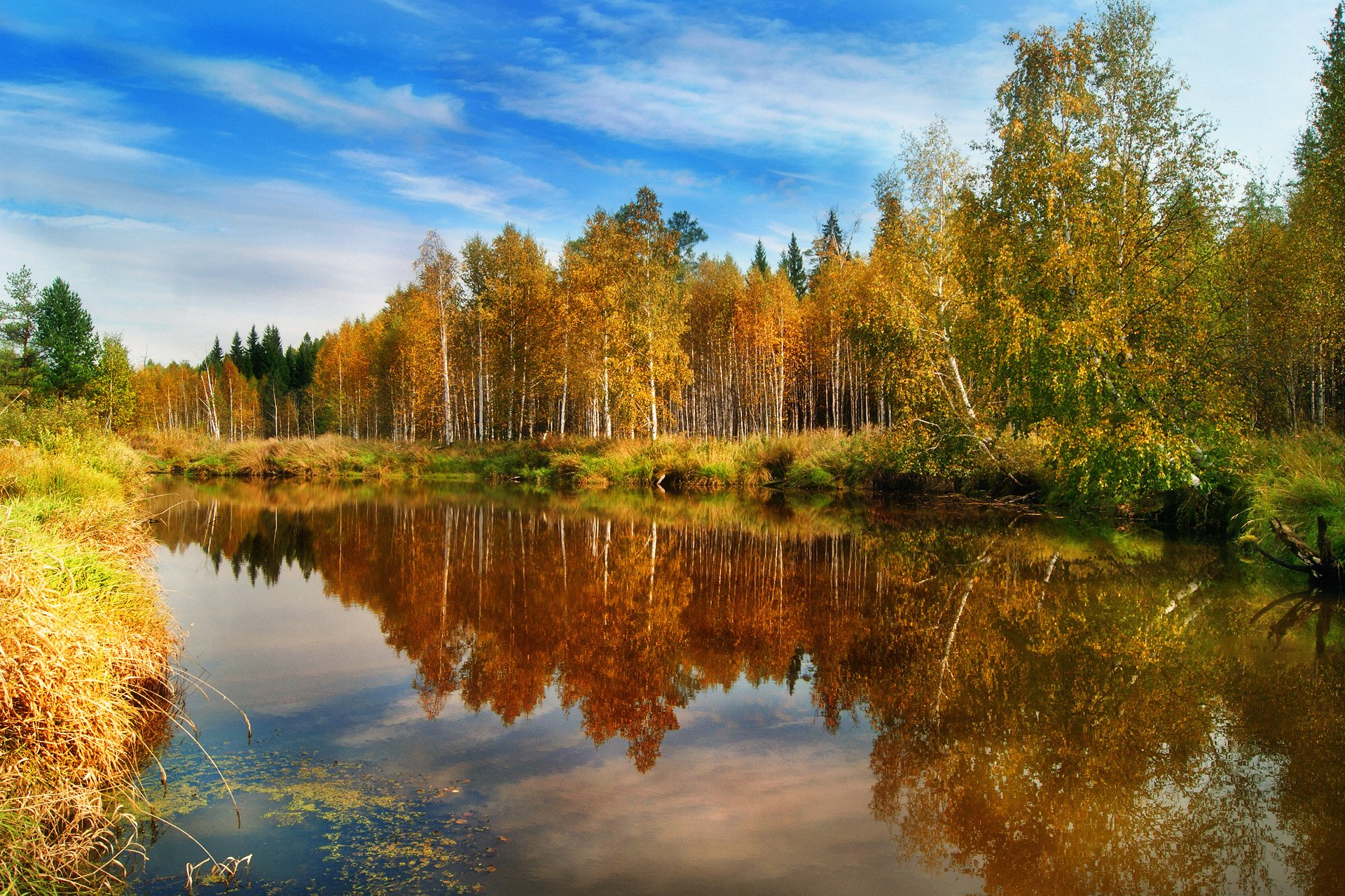 natura las jesień woda odbicia