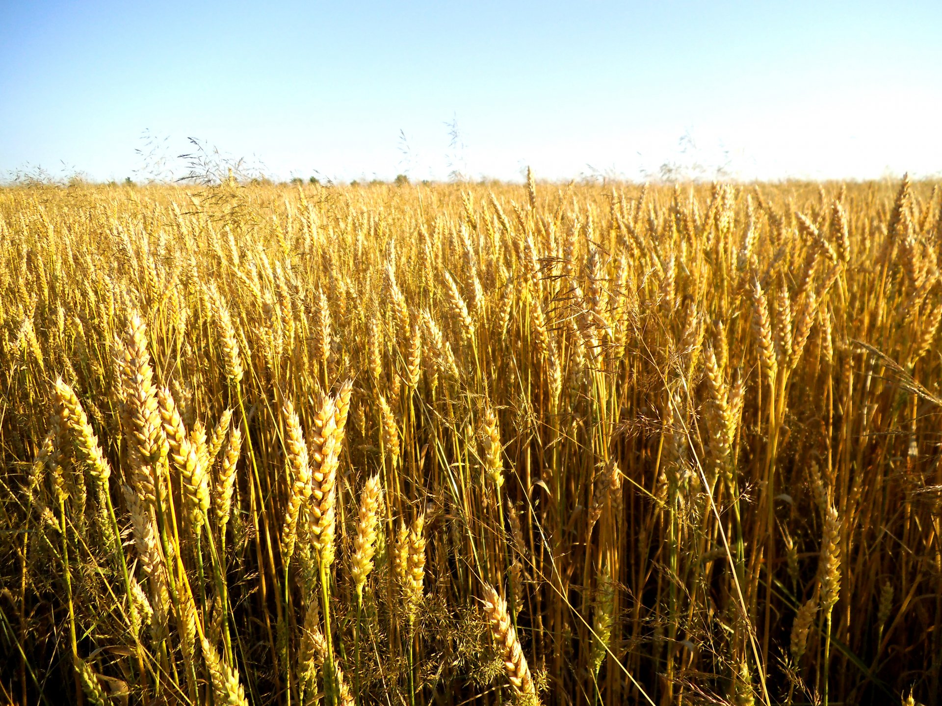 blé épillets grain céréales nature plantes champ ciel soleil