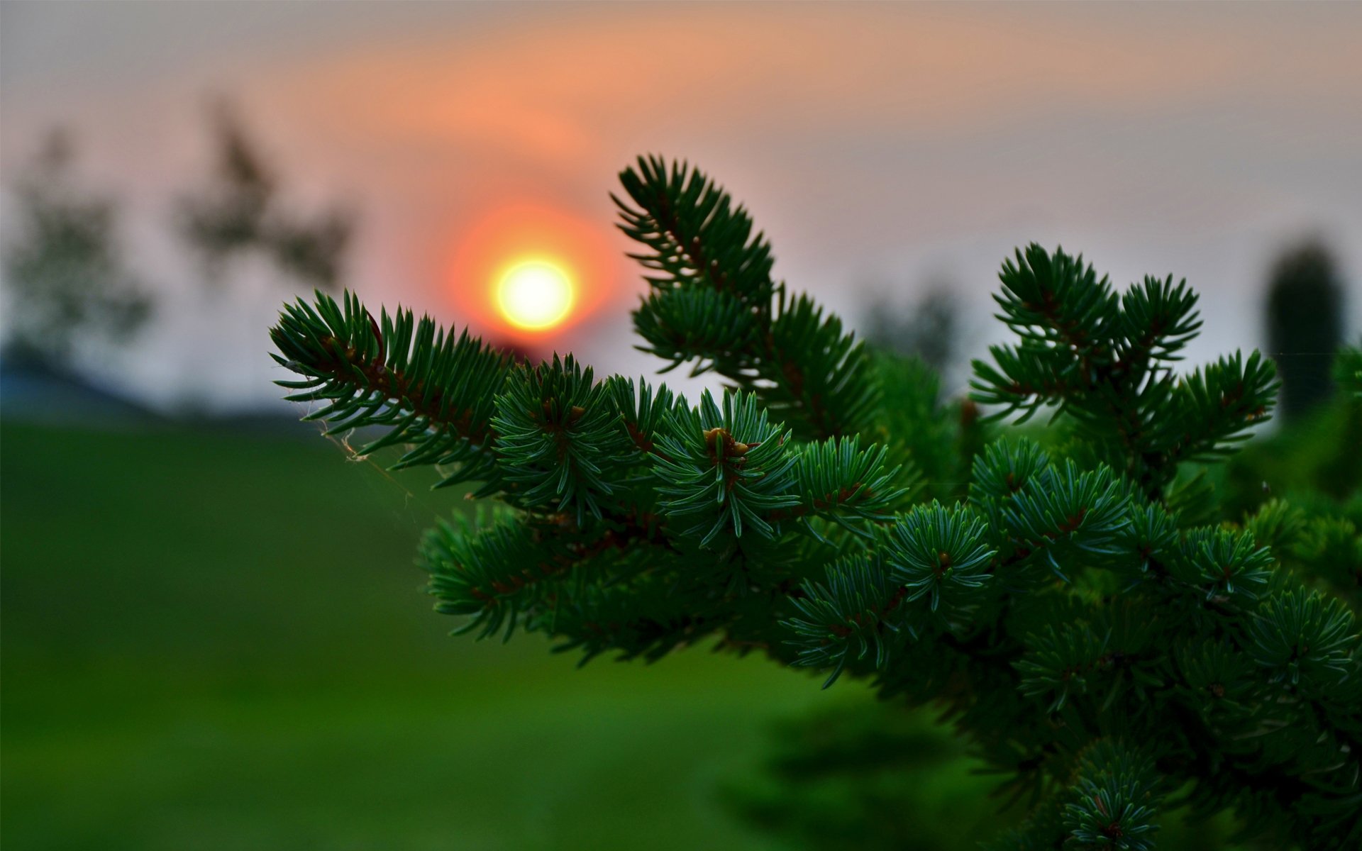 sonnenuntergang makro fichte nadelbäume nadeln nadeln unschärfe