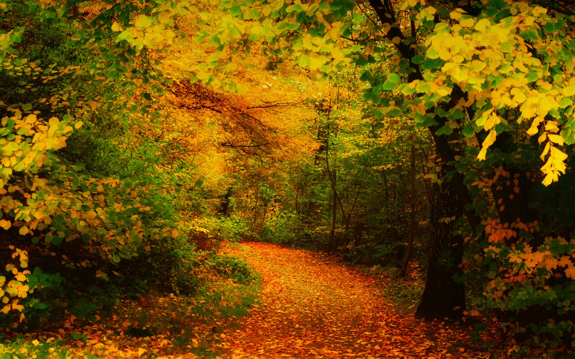 herbst bäume blätter gelb gehweg