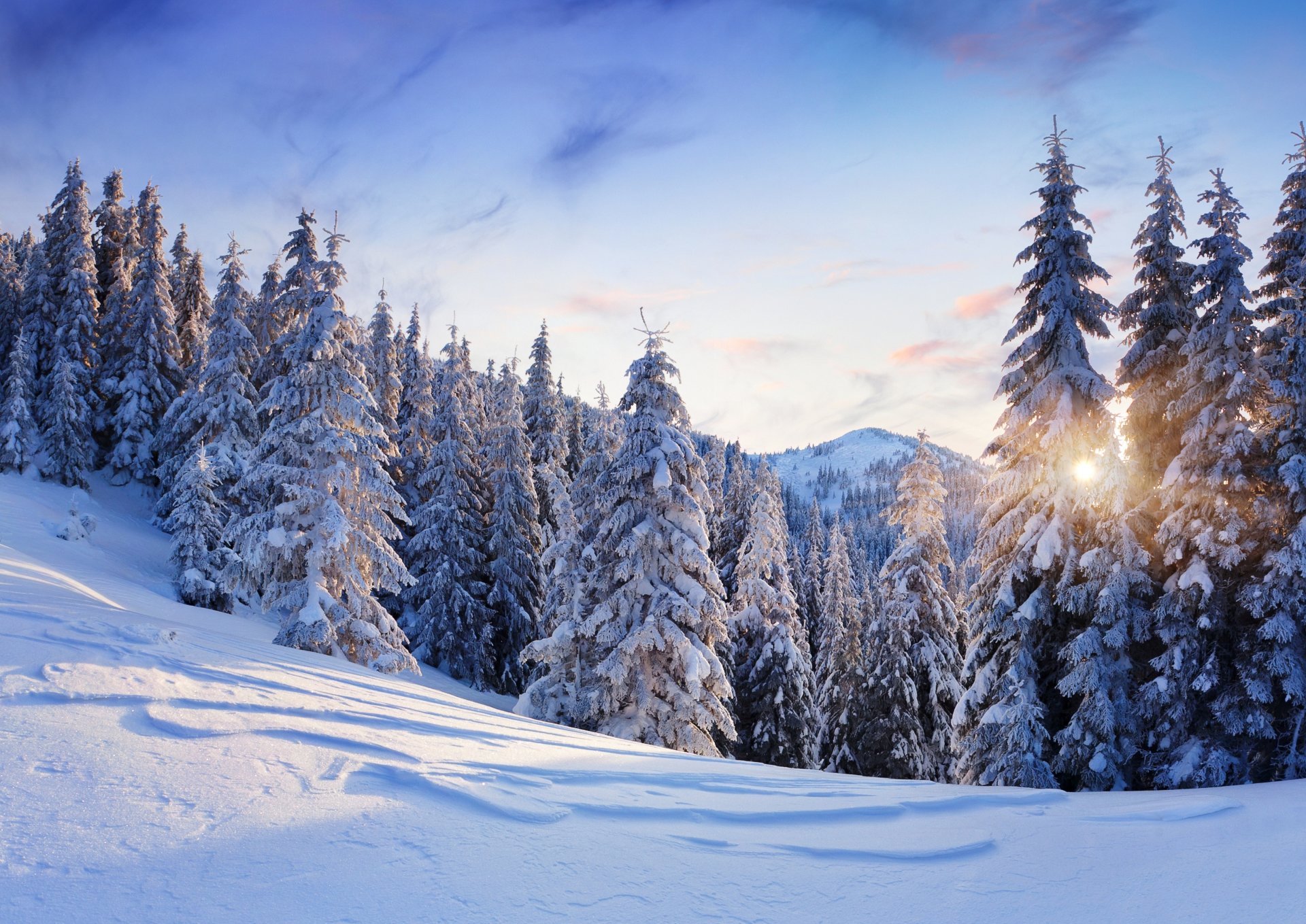 nature winter snow mountain tree christmas tree spruce sky sun landscape