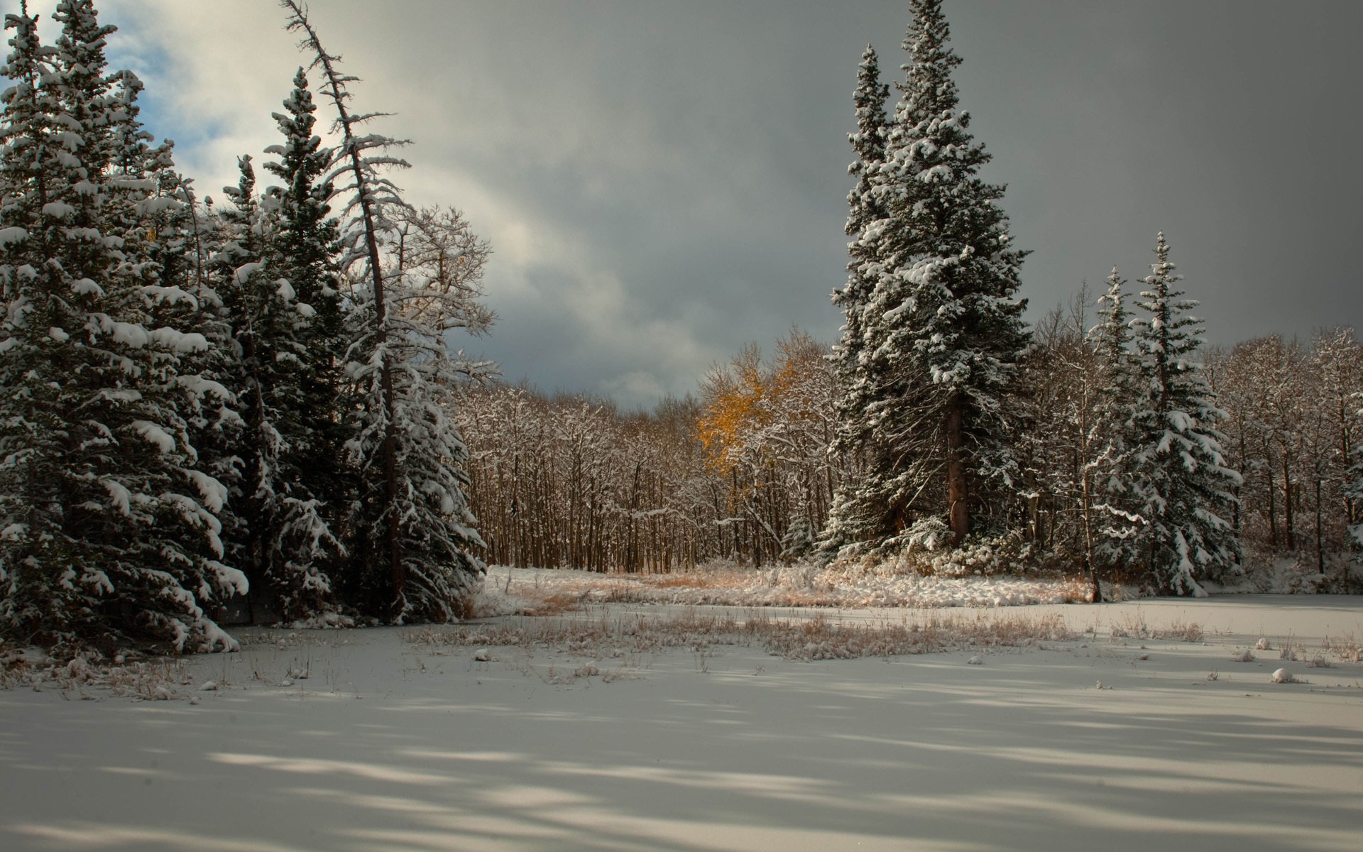 neve alberi inverno abete rosso conifere nuvole