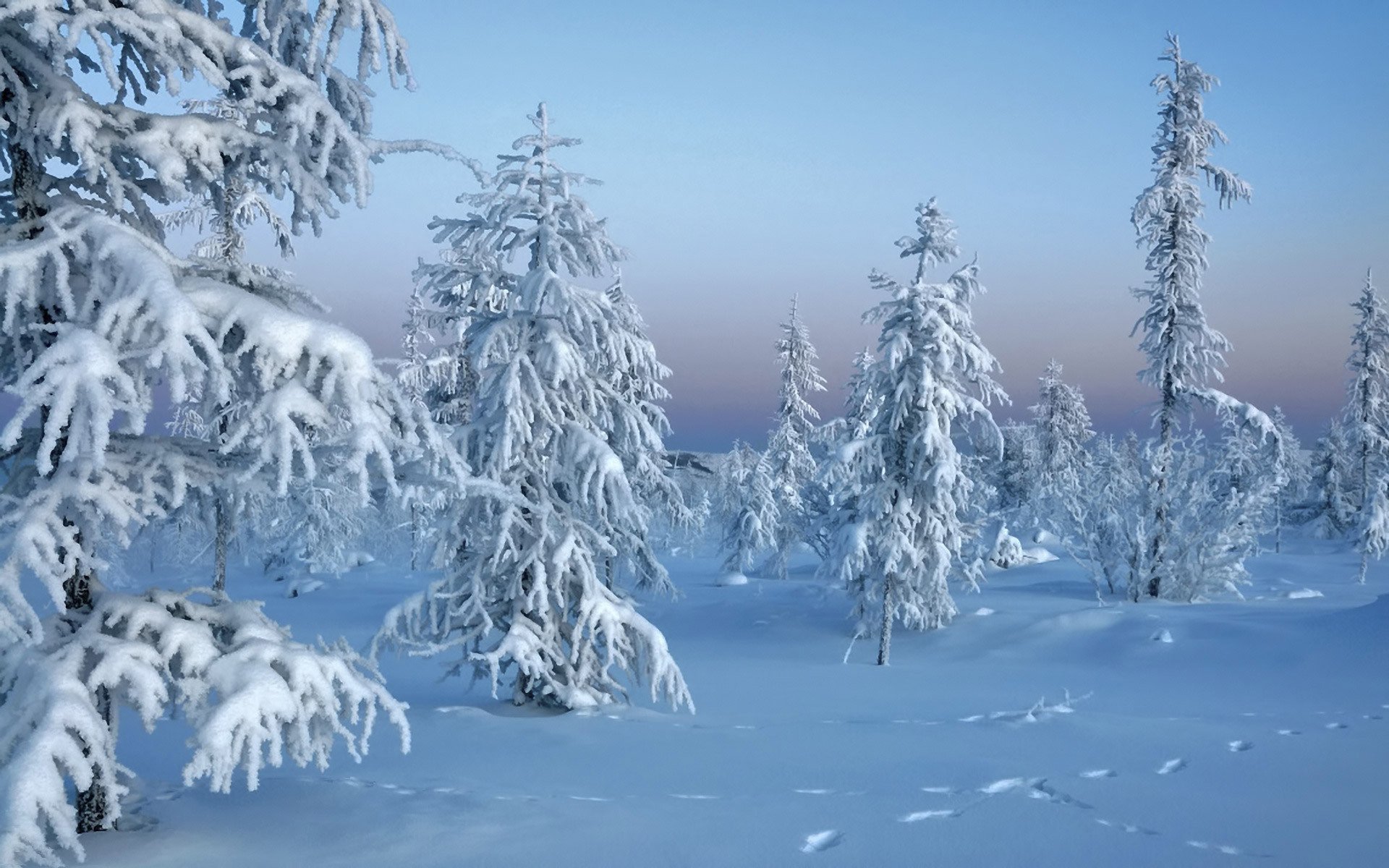 winter snow forest nature winter trees in the snow