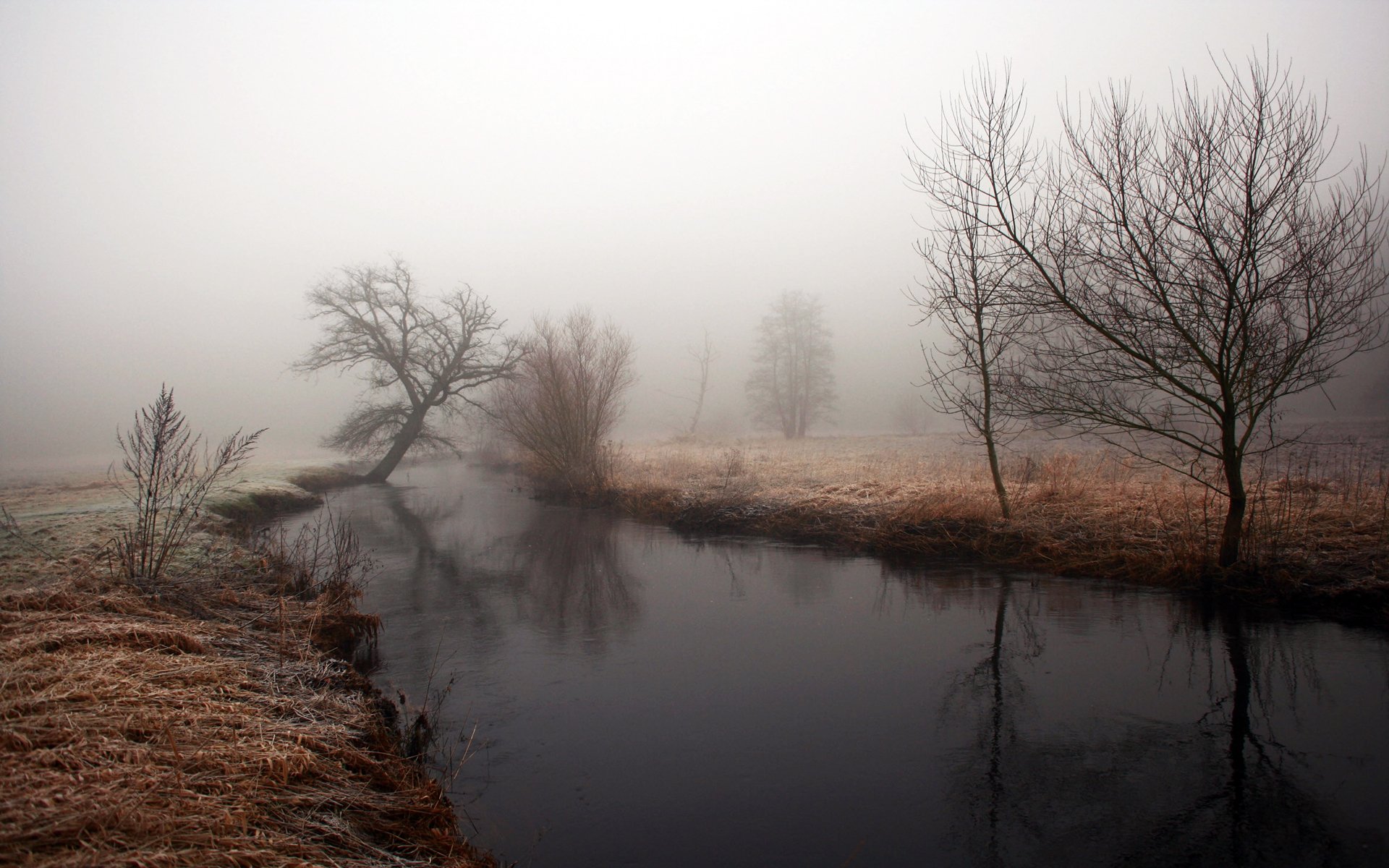 brouillard rivière eau rives arbres temps matin sombre humidité automne réflexion