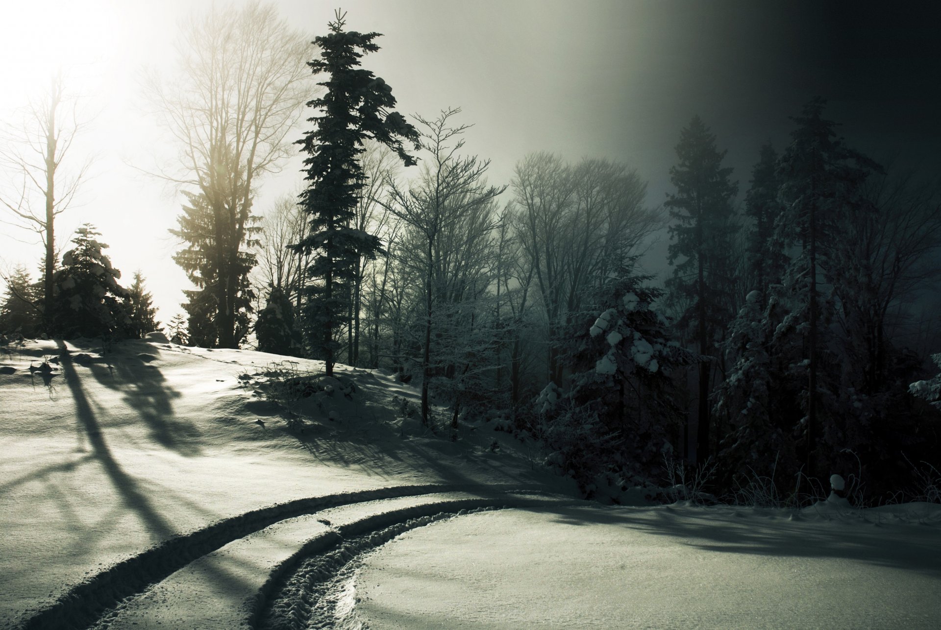 winter snow traces tree sun fog black and white