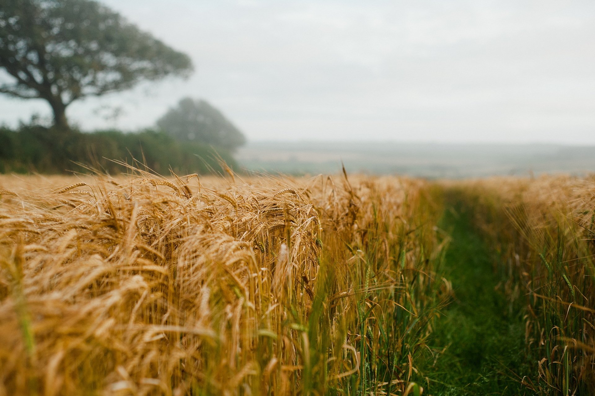 the field summer ears landscape