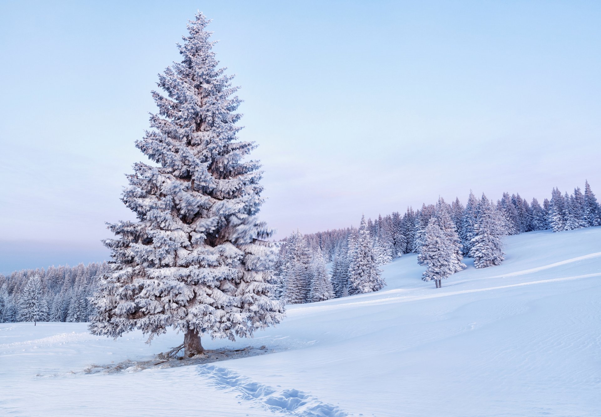 sapins sapins arbres matin neige traces nature