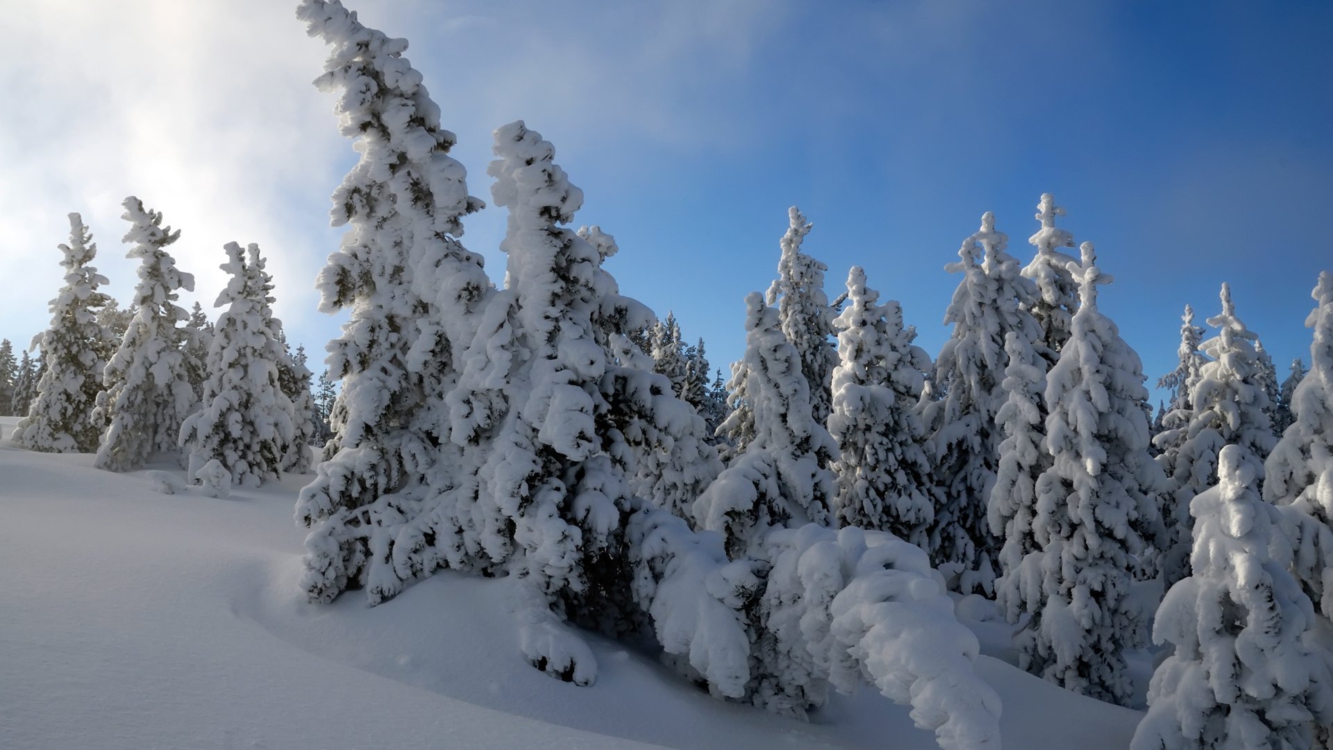 tree snow winter