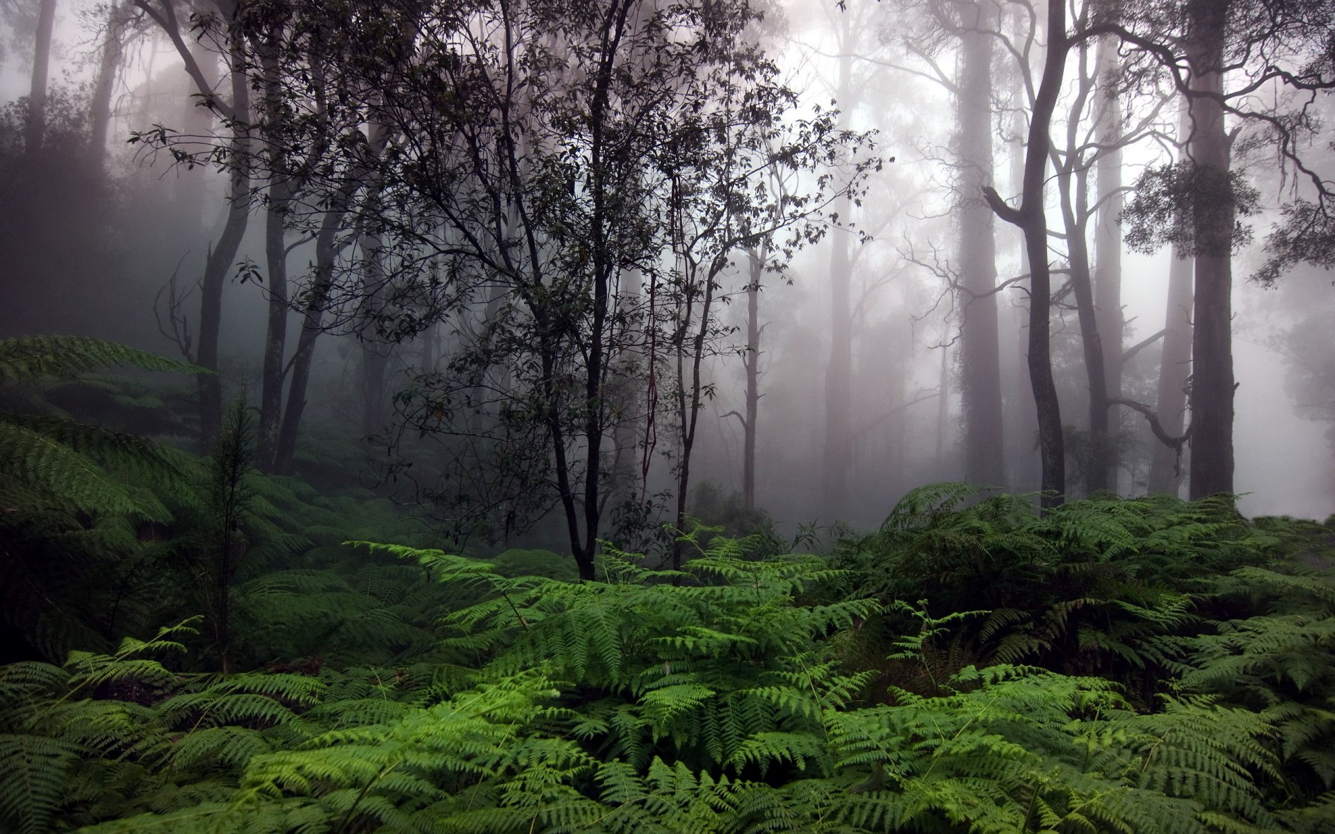 forest tree nature