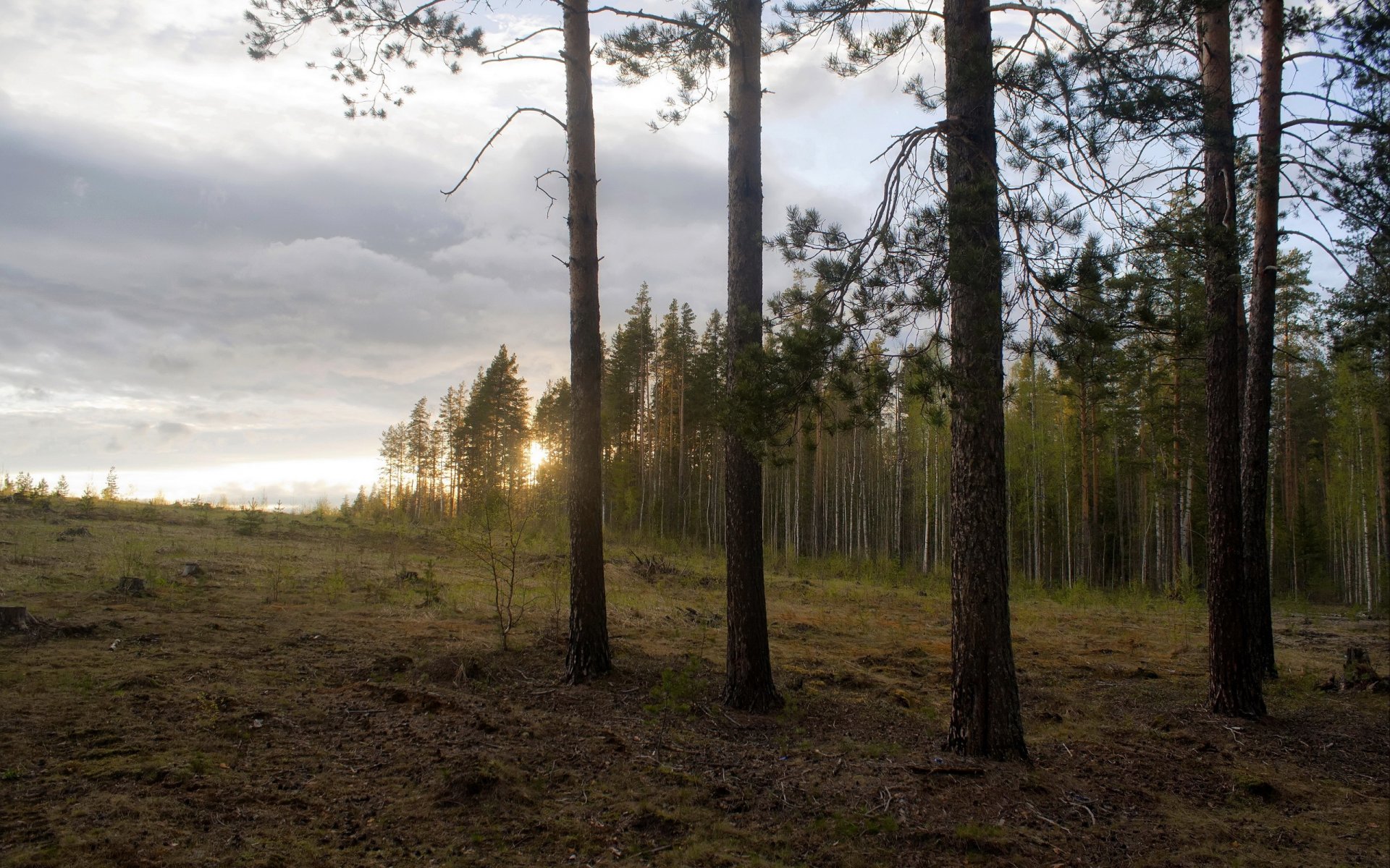 unset forest nature landscape