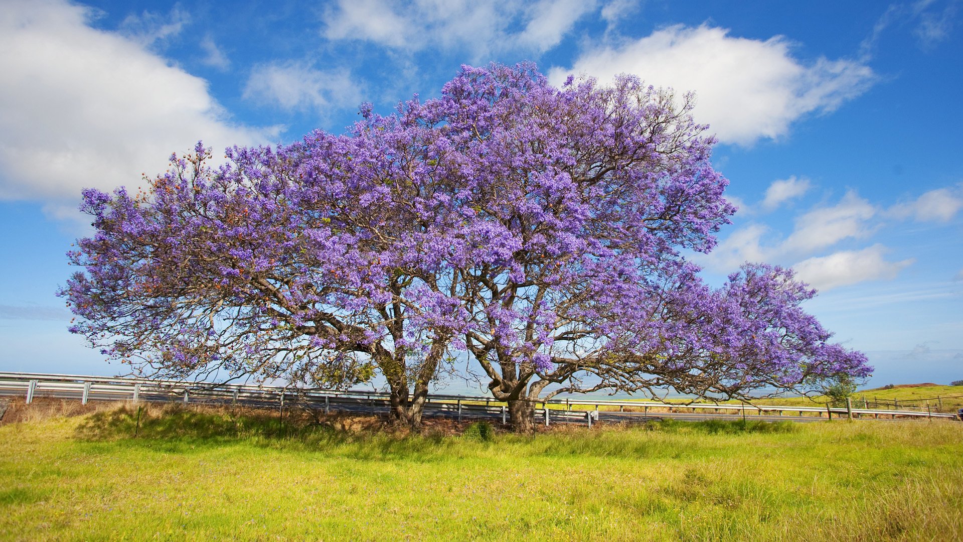 hawaje wyspa maui drzewo jacaranda trawa niebo chmury