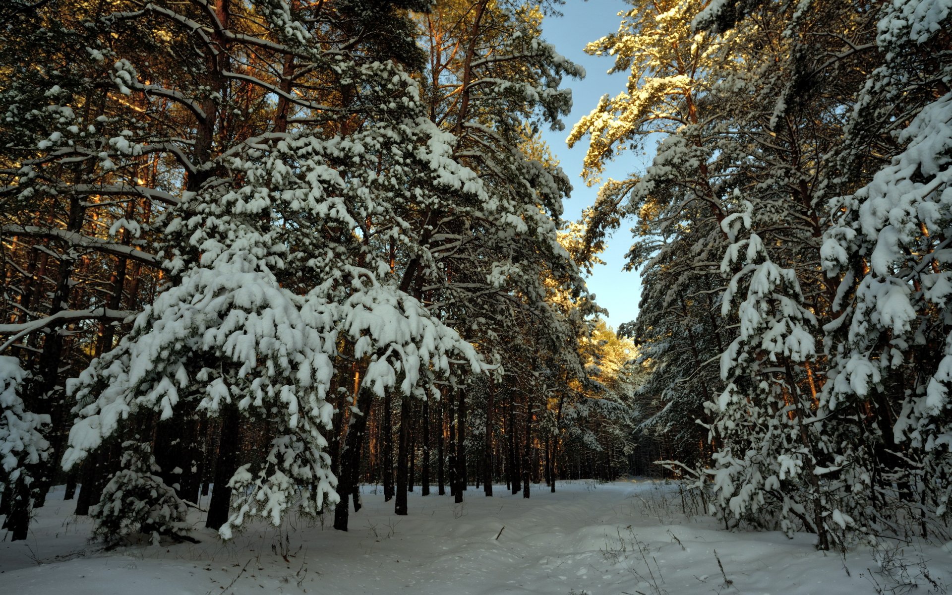 nieve invierno bosque paisaje