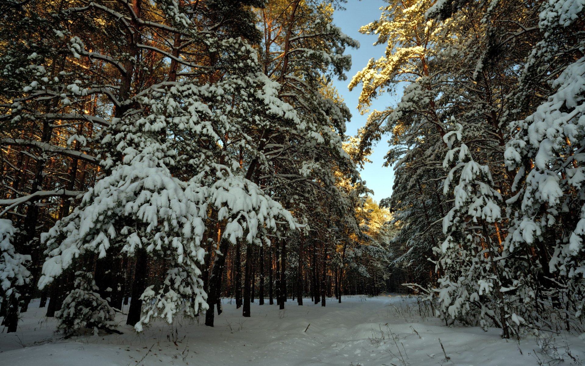 neve inverno foresta paesaggio