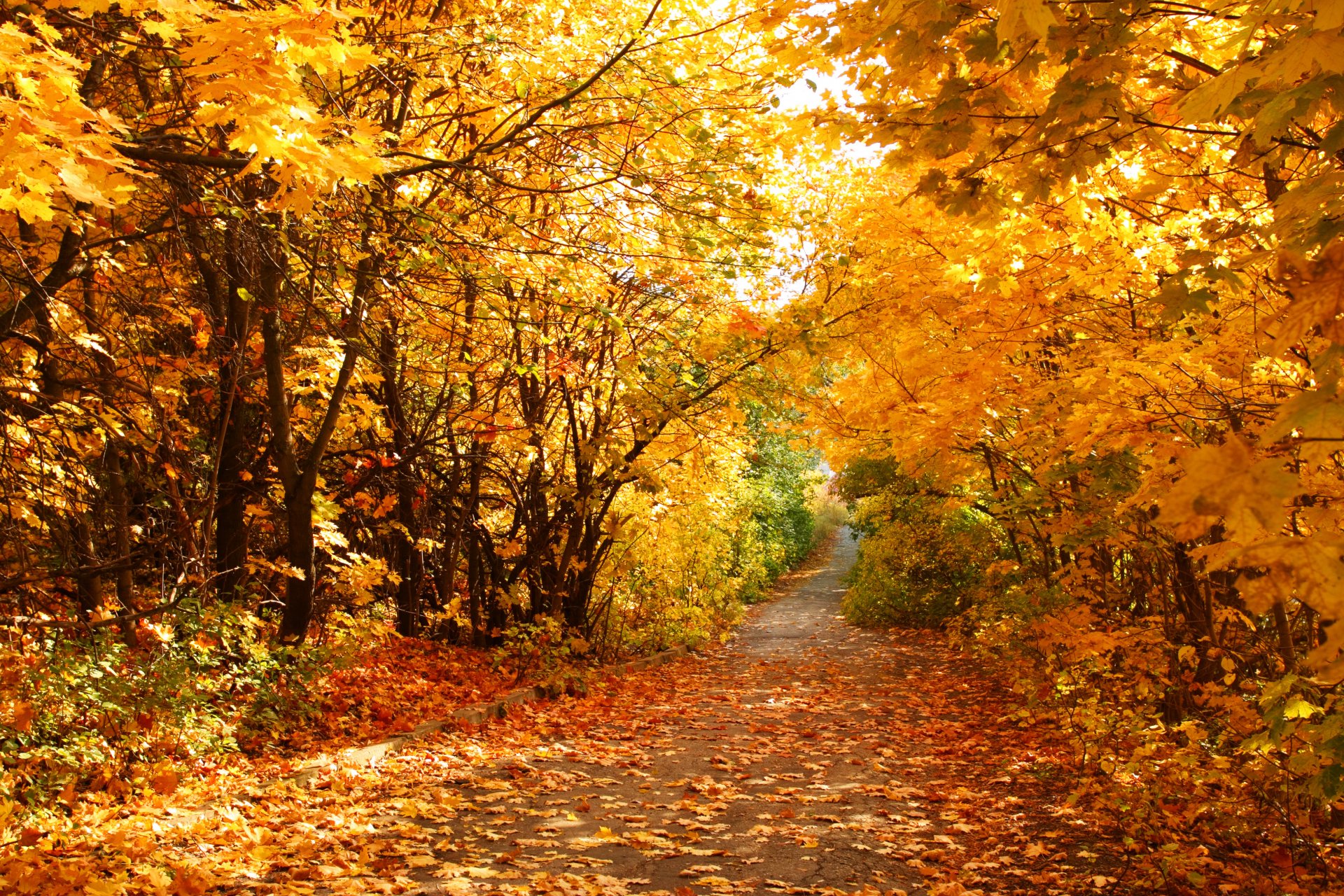 herbst blätter gehweg