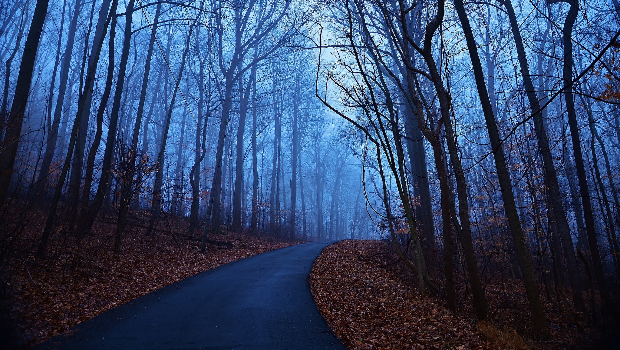 forest tree morning dawn blue fog autumn leaves road