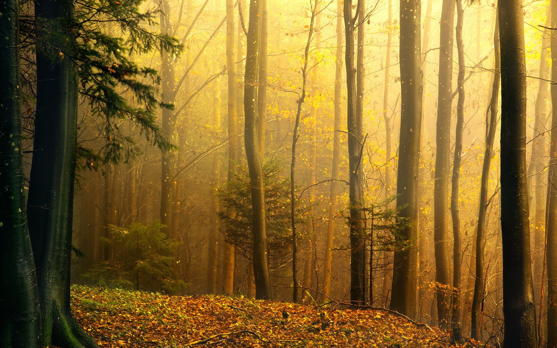 wald herbst natur