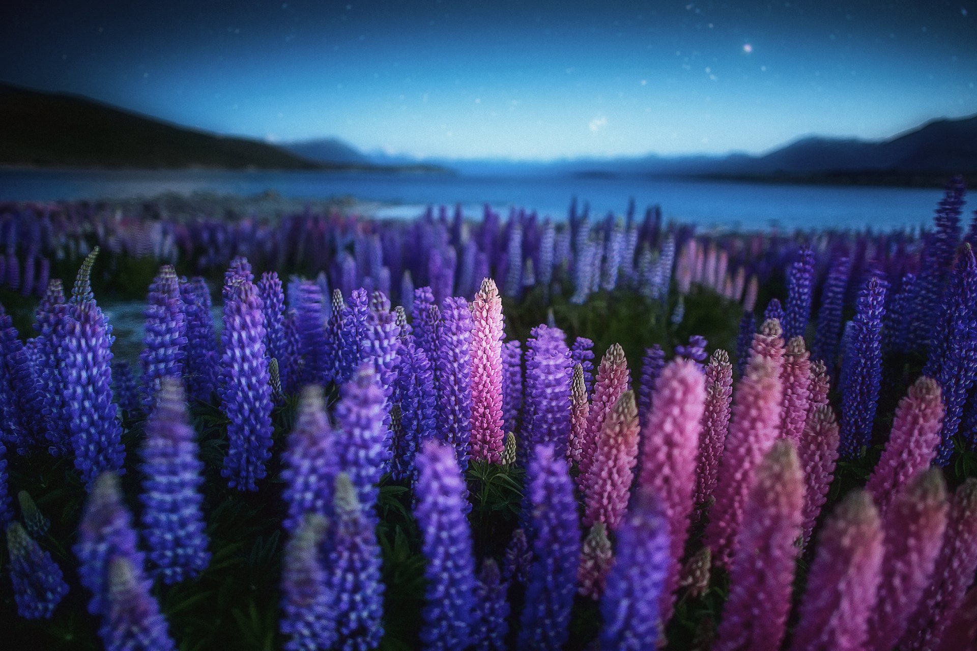 natur neuseeland see nacht abend blumen lupinen feld