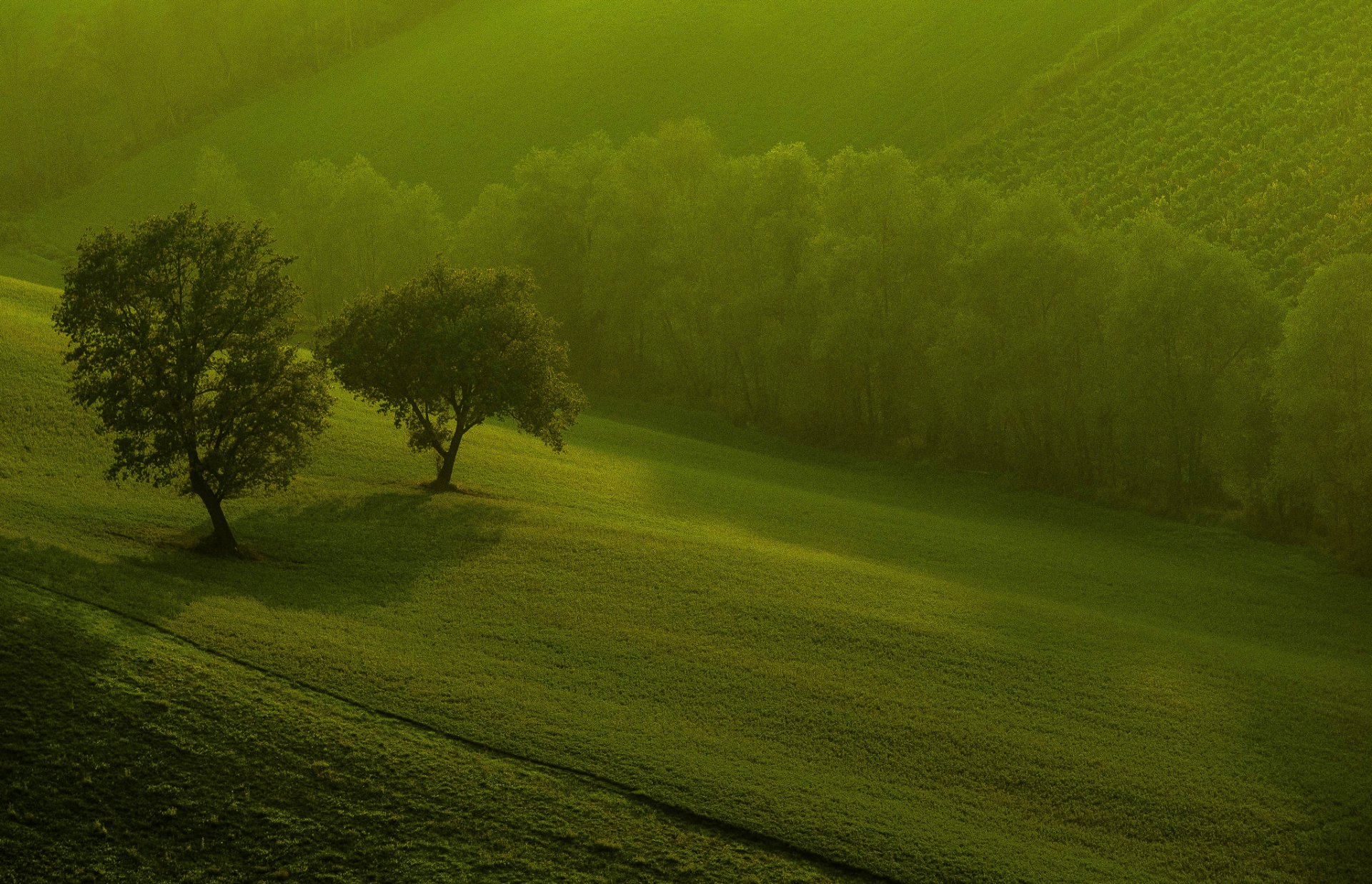 nature champs arbres matin verdure