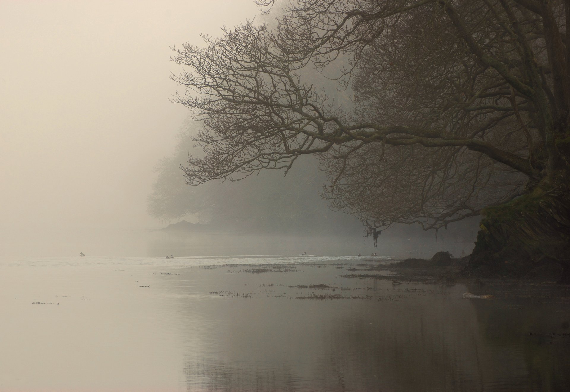 nebbia fiume albero rami riva