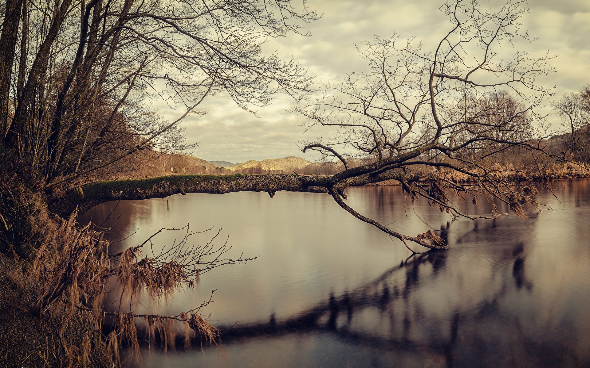 lake tree autumn reflection mo