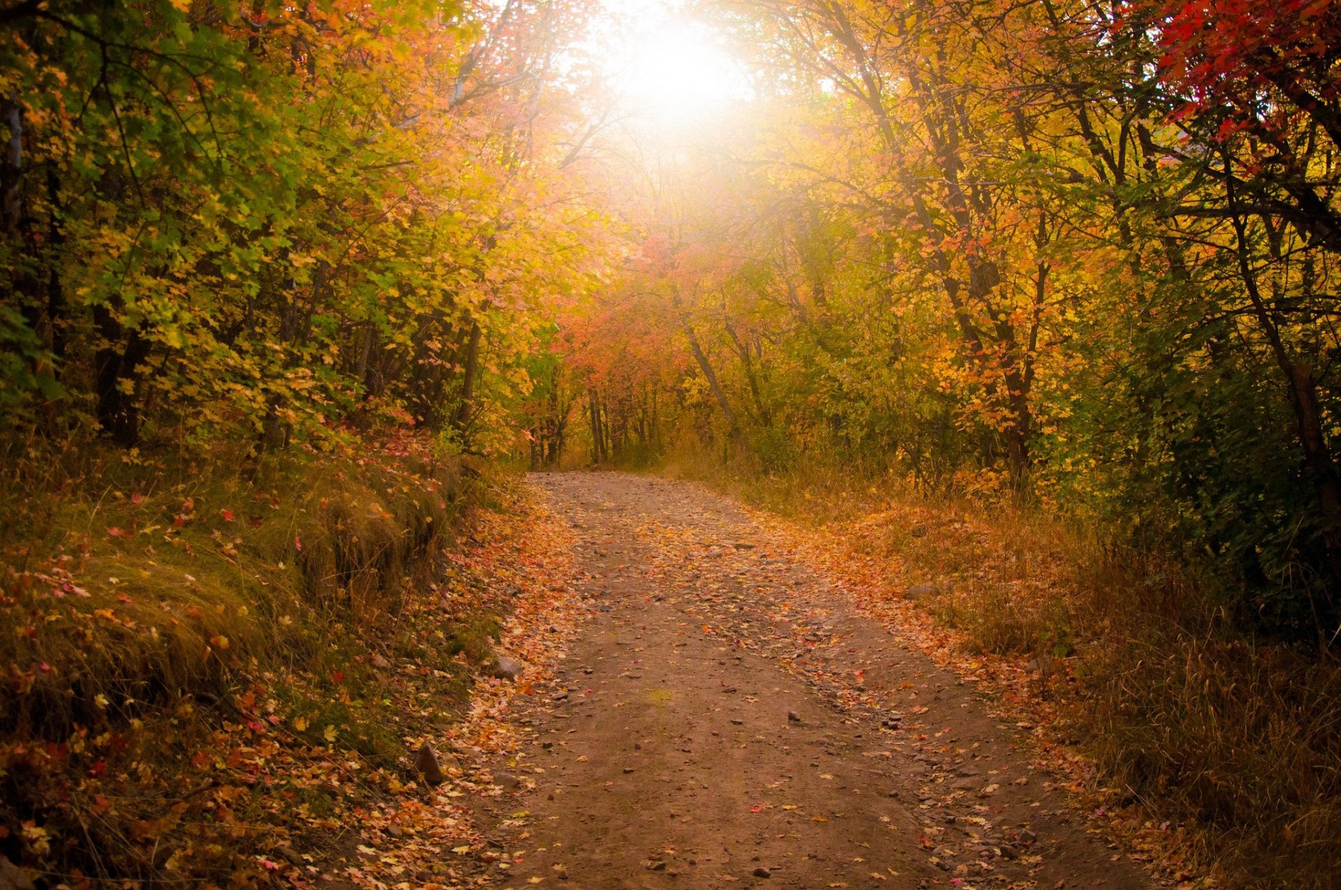 foresta alberi strada foglie autunno fogliame