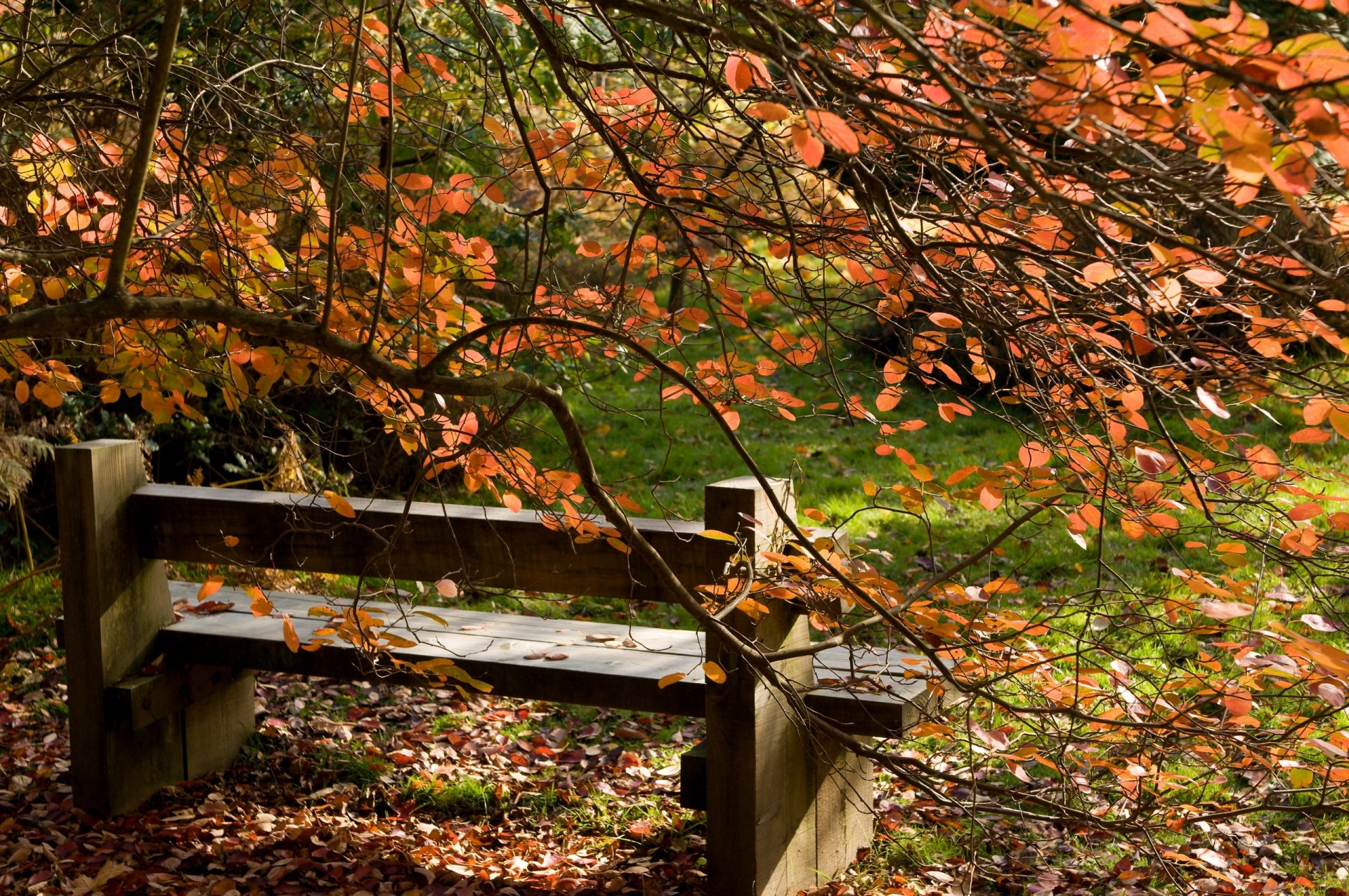 natura paesaggio autunno foglie panchina albero alberi