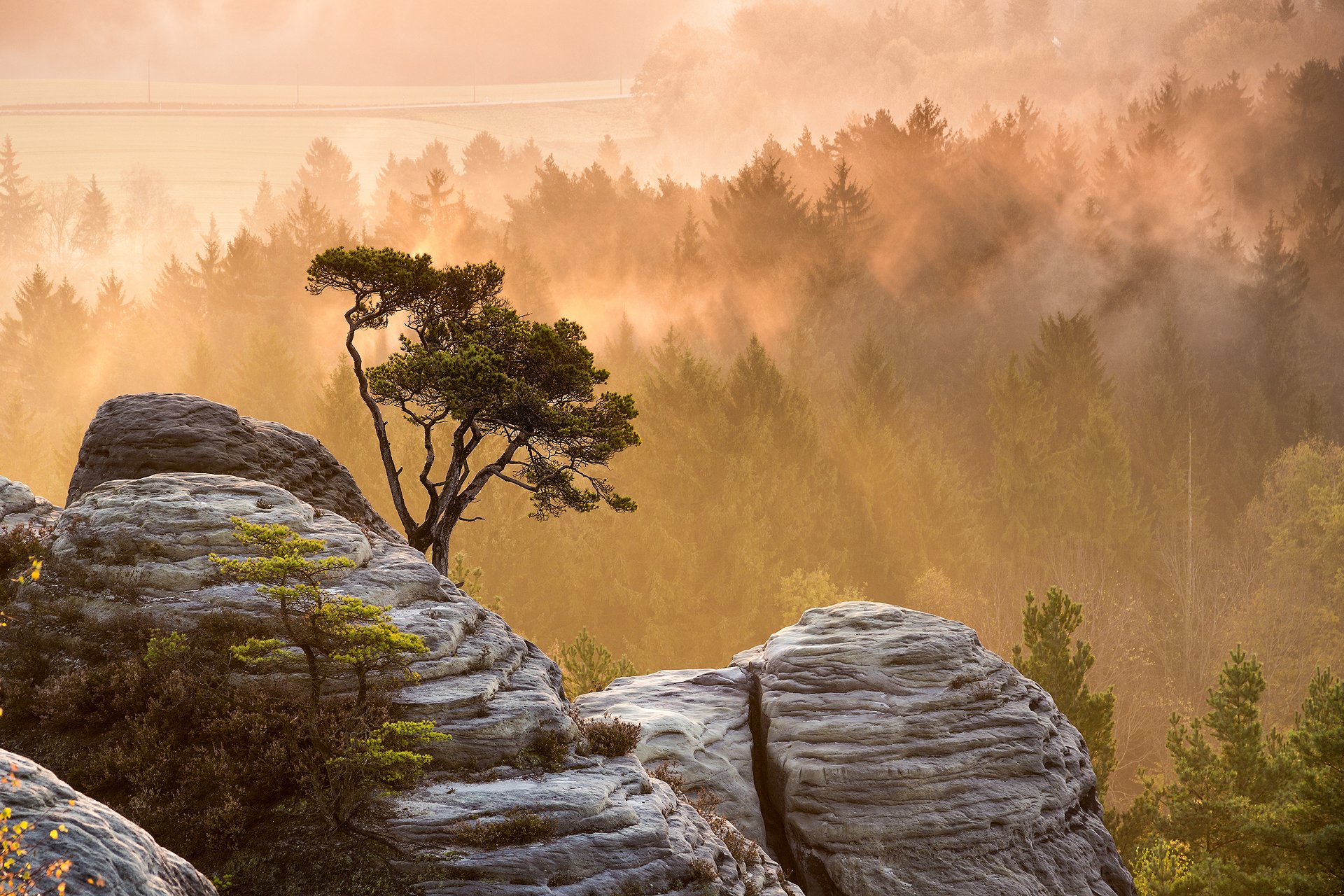 naturaleza mañana niebla luz bosque rocas piedras árbol