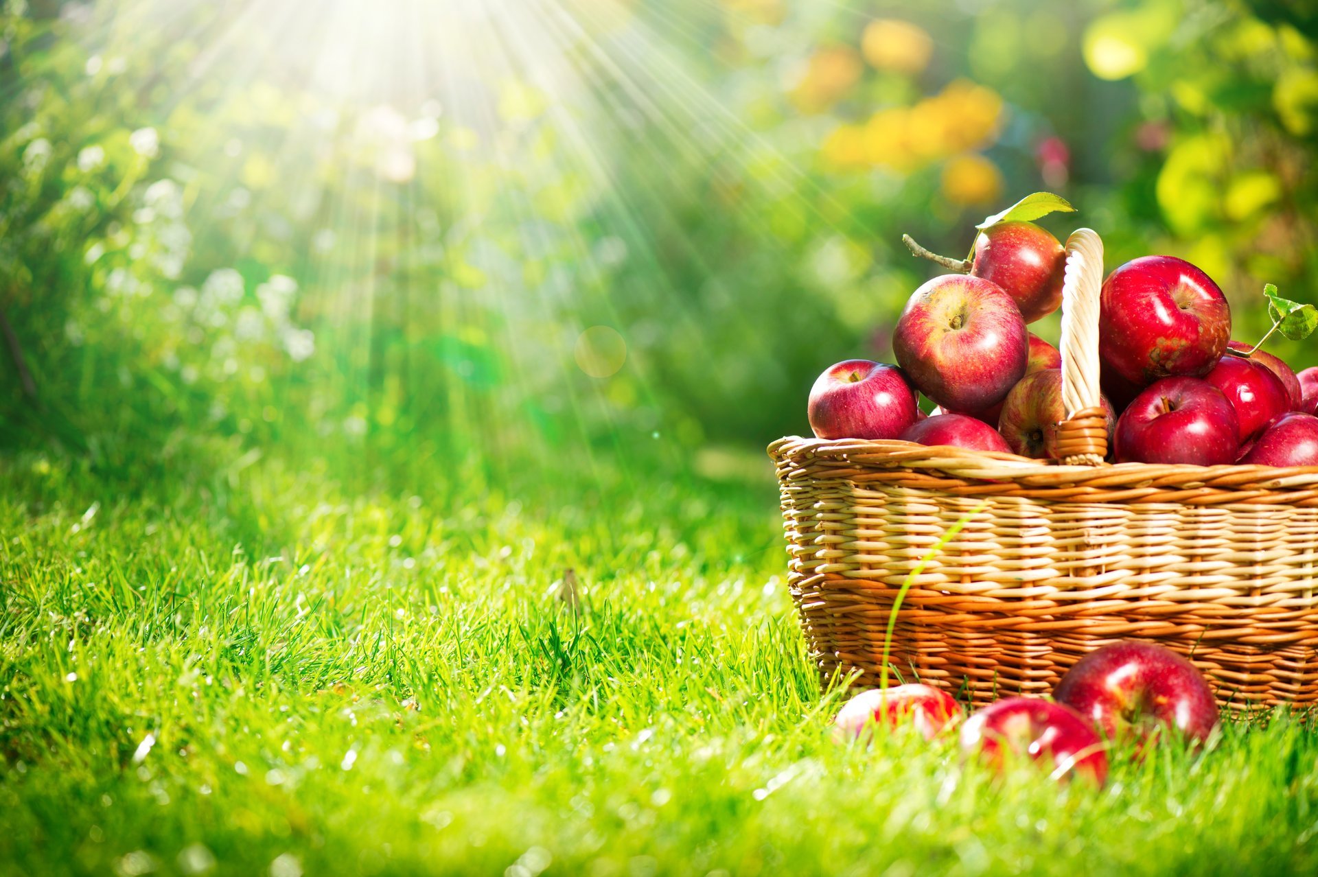 mele cesto frutta rosso erba luce raggi natura autunno