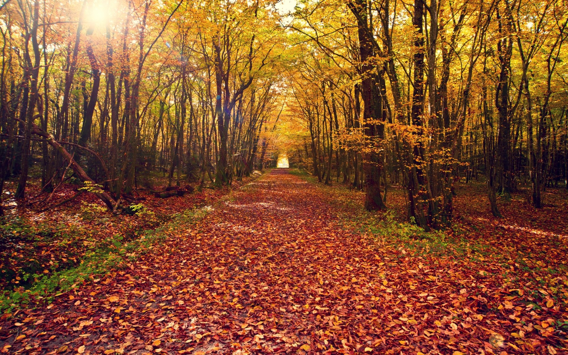 natur landschaft herbst blätter baum bäume wald straße