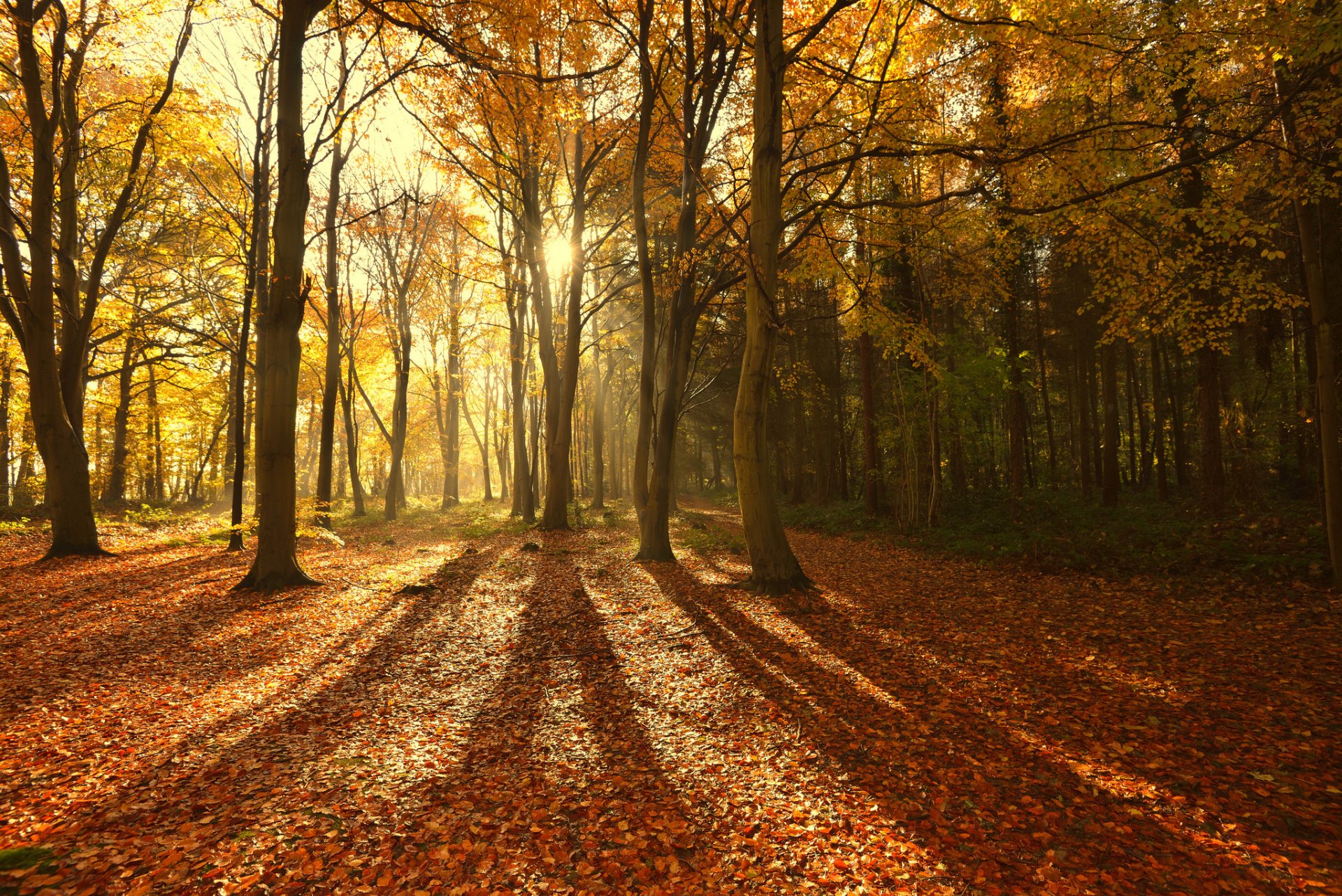 nature automne forêt arbres soleil rayons lumière ombres feuillage