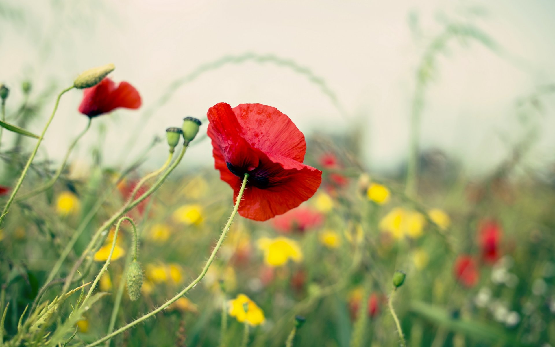 champ été coquelicot nature