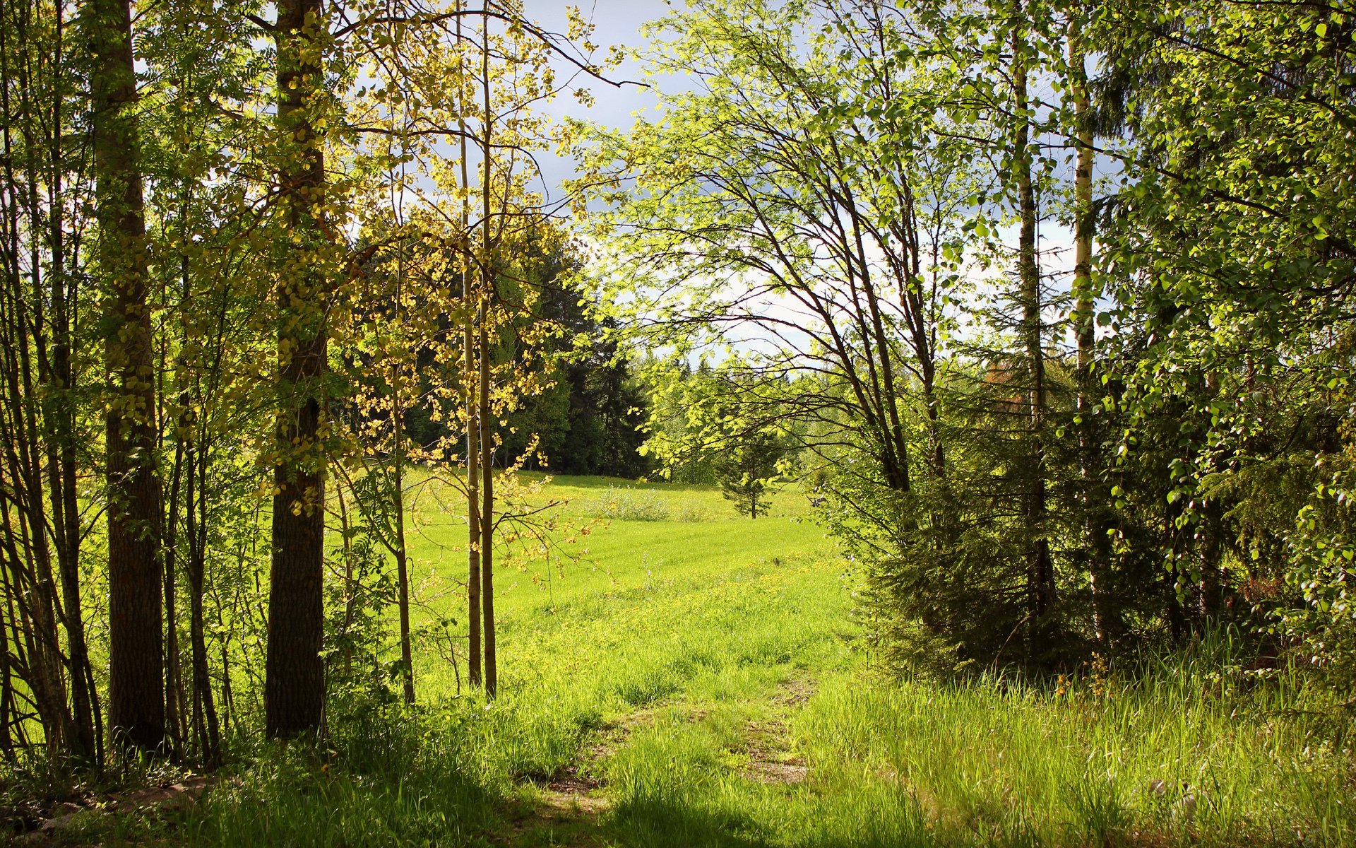 natur sommer wald bäume grün sonnig wanderweg