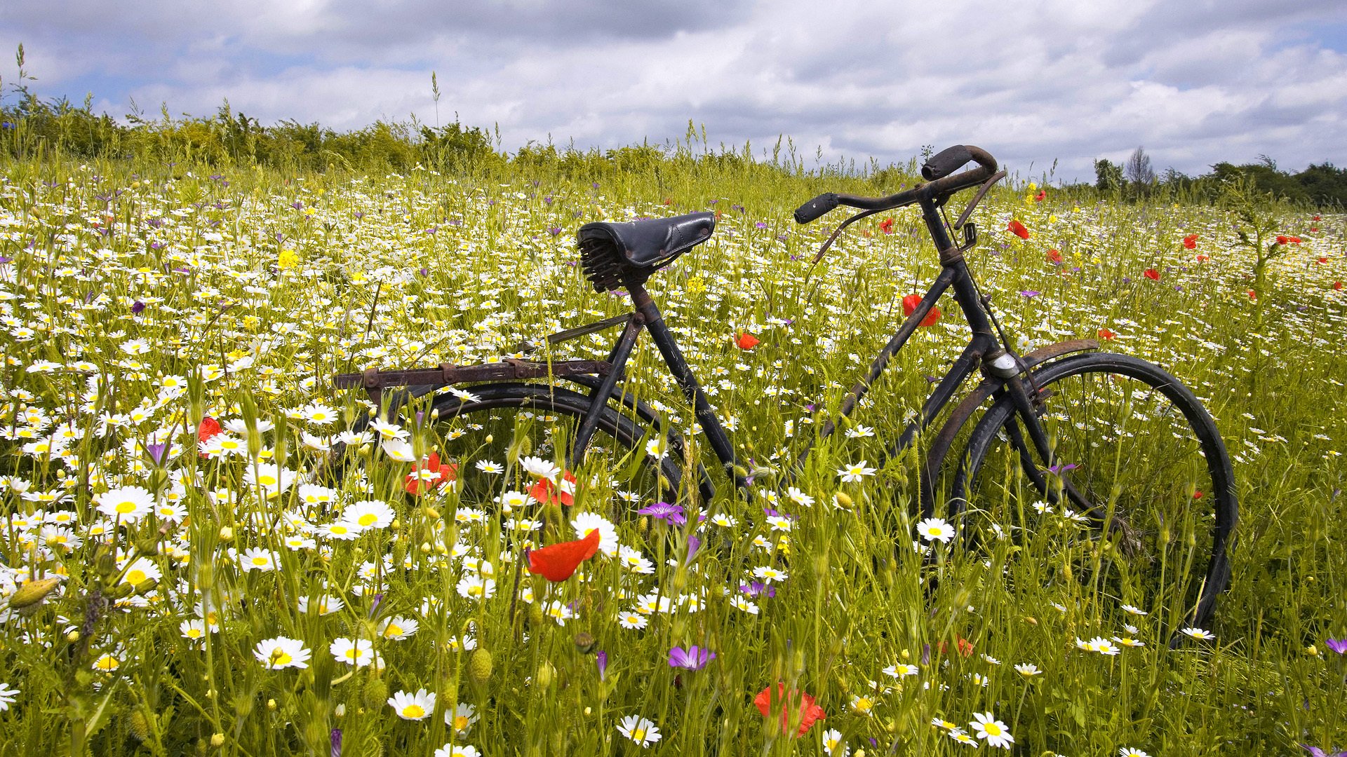 erba arrugginito bicicletta campo pianura fiori margherite papaveri orizzonte cielo nuvole