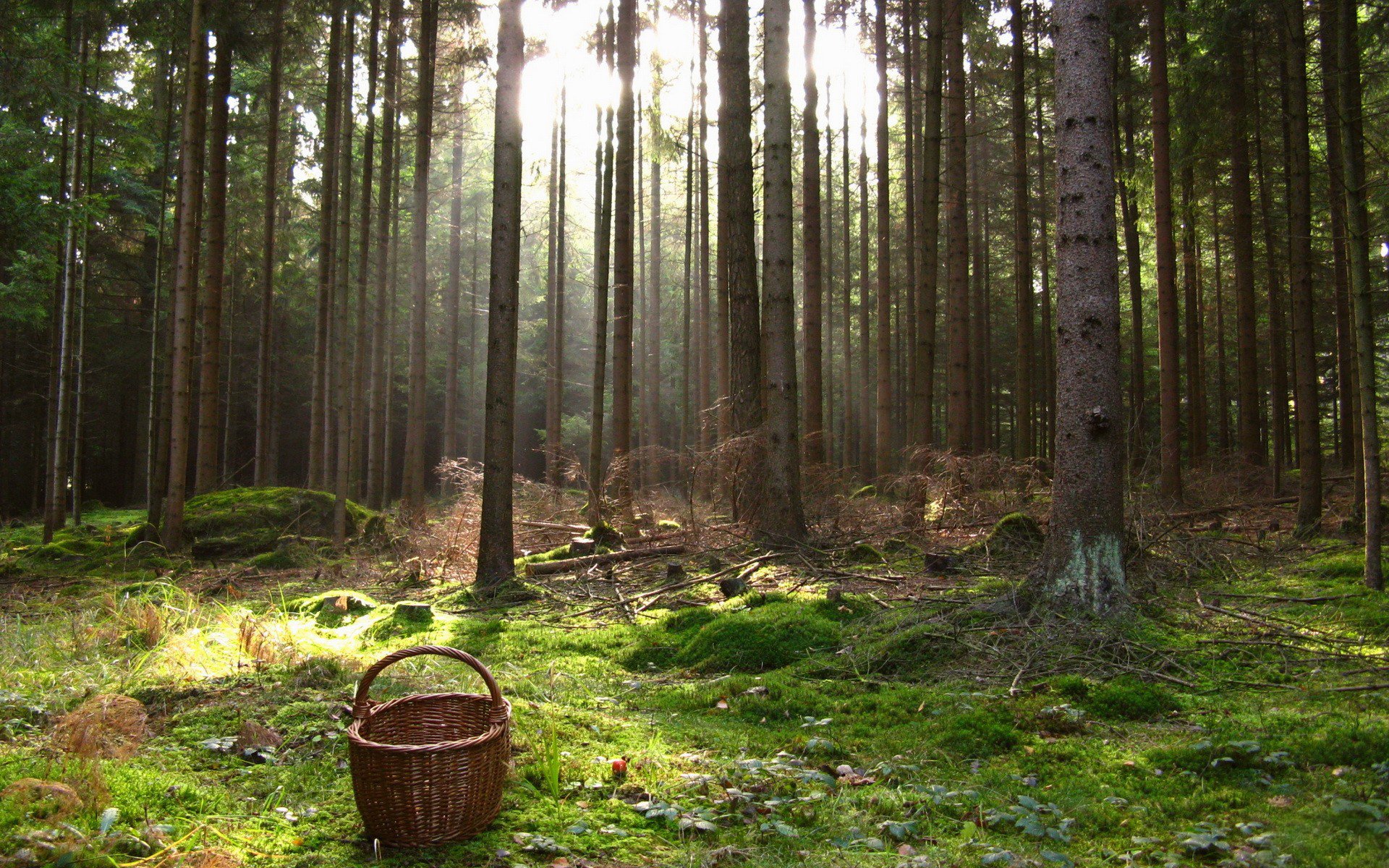 foresta alberi tronchi cesto cestino canapa muschio luce raggi