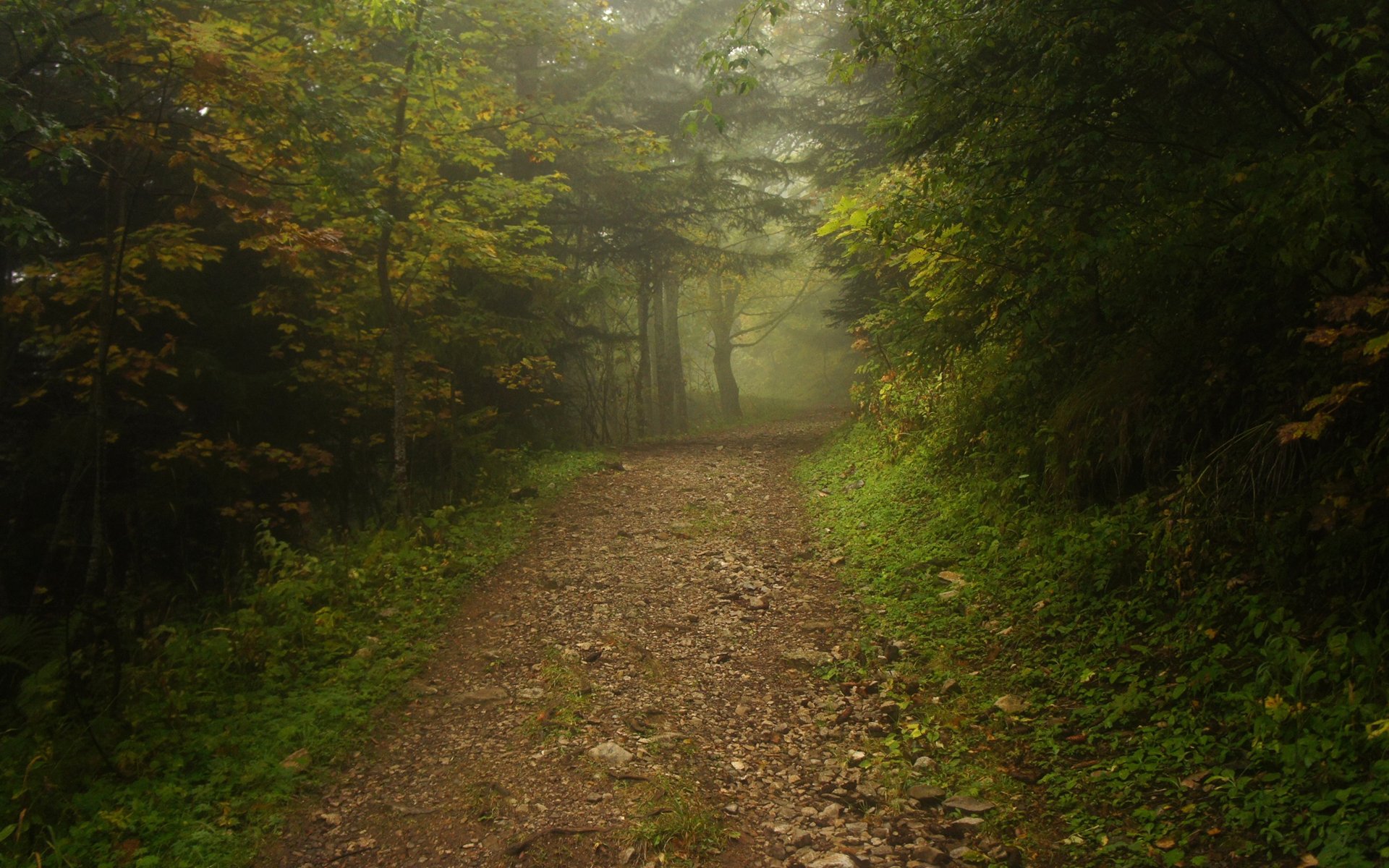 wald nebel gehweg straße fußweg