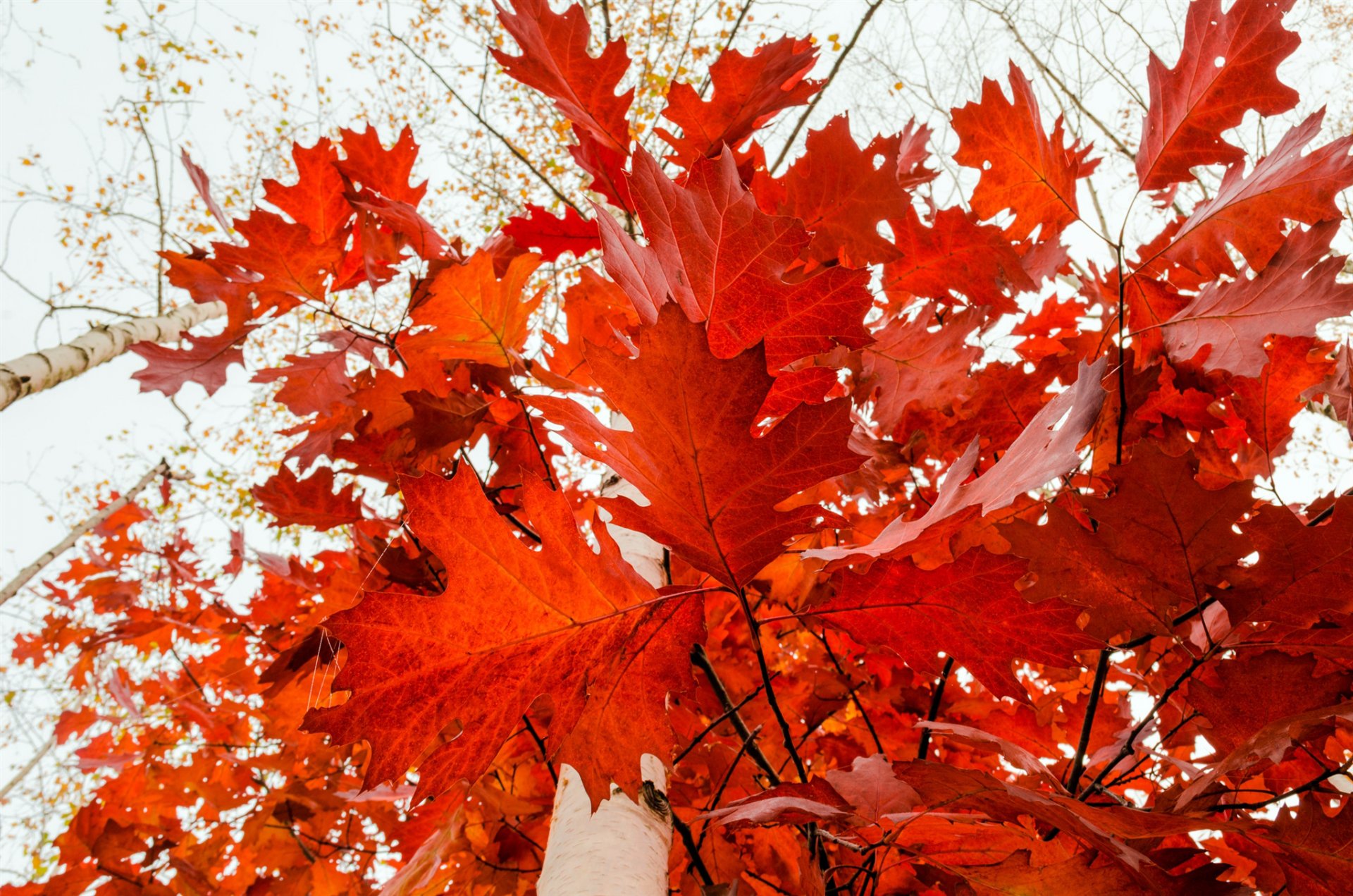 forest tree branches leaves foliage gold autumn