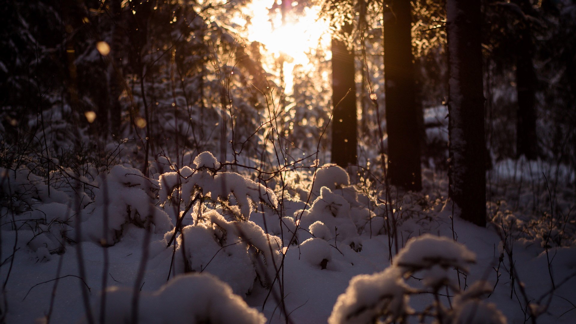 forest winter snow trees sun