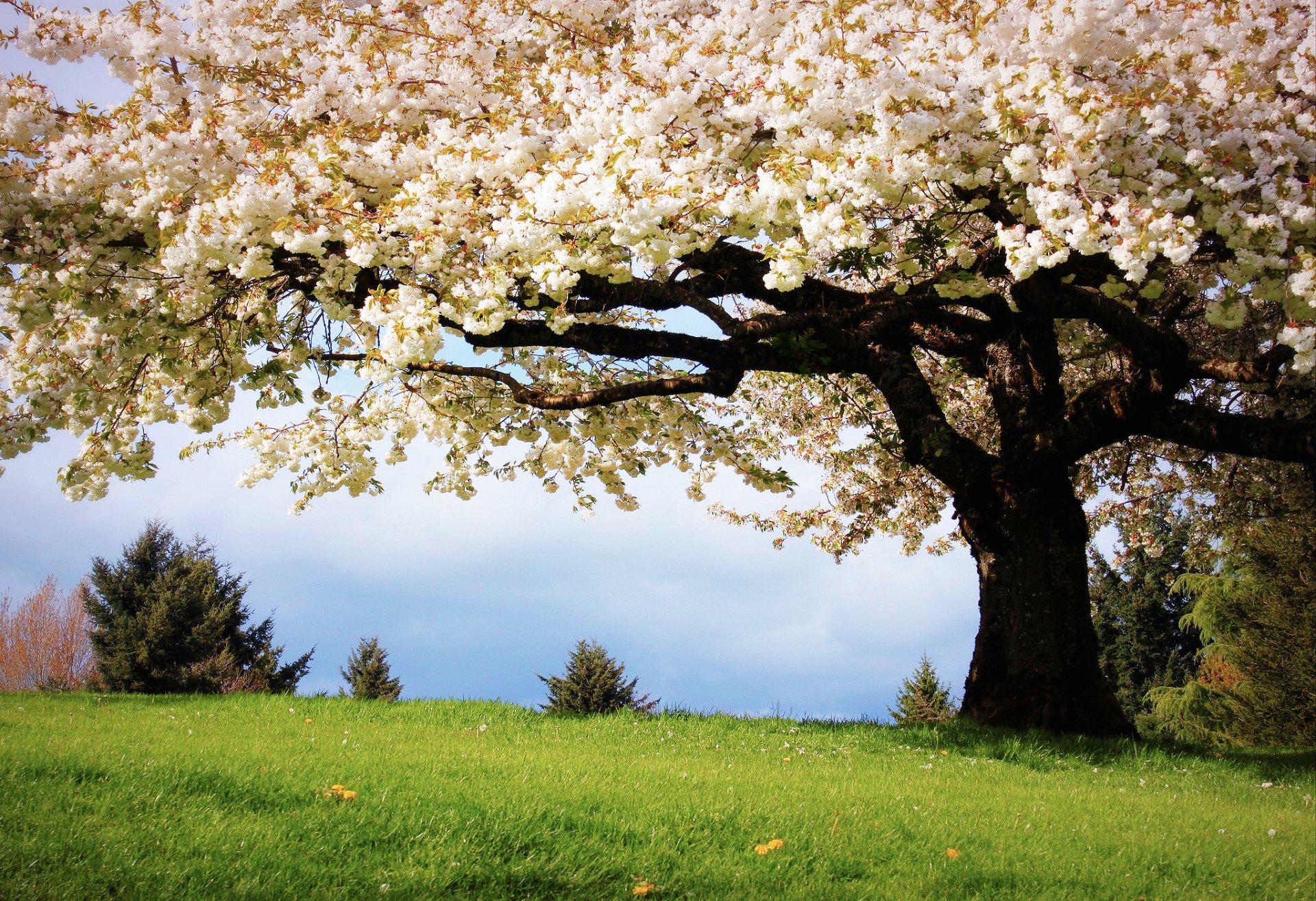 natur frühling baum kirsche farbe gras